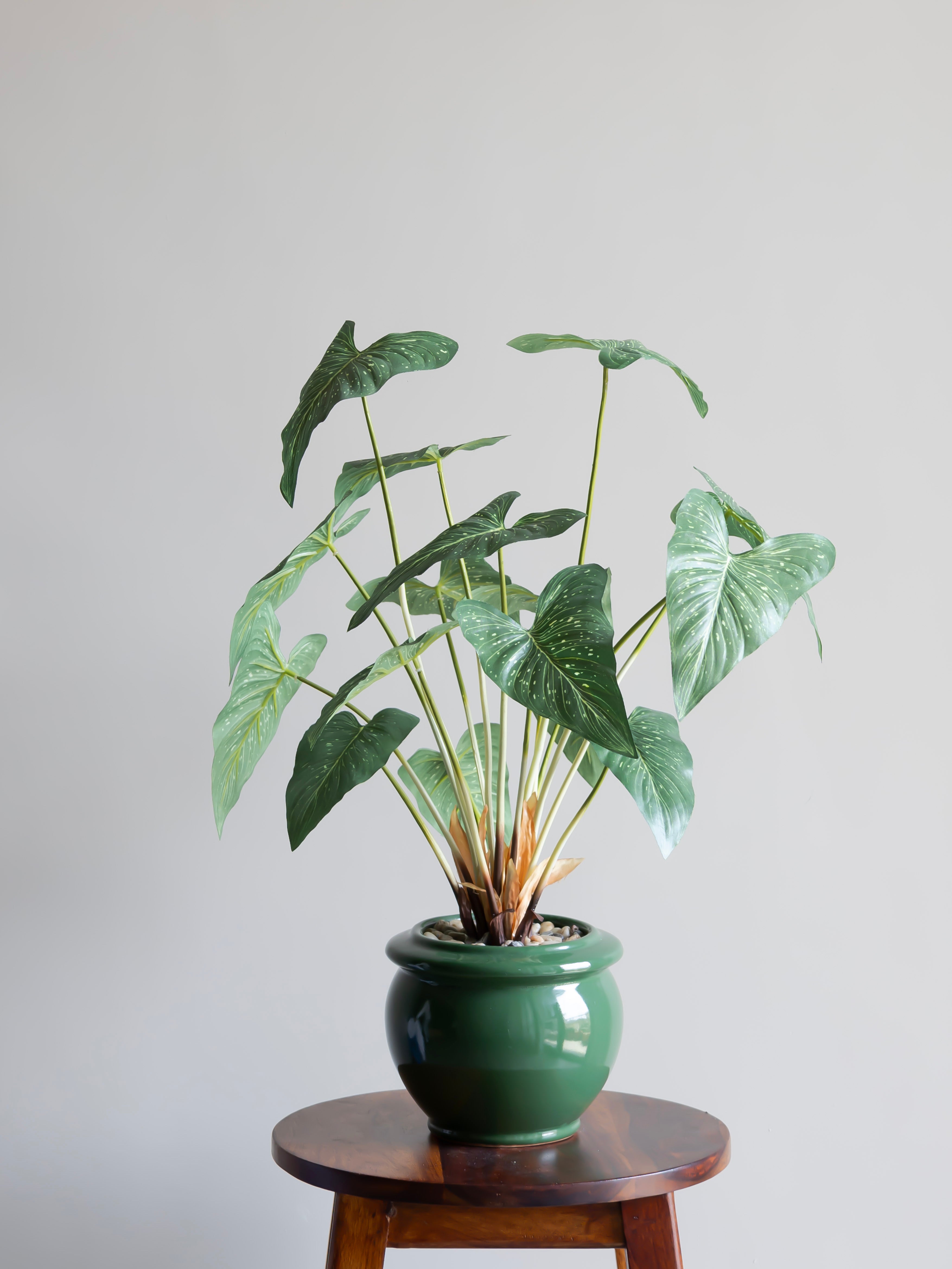 Artificial Tropical Alocasia Leaf Bonsai 2ft