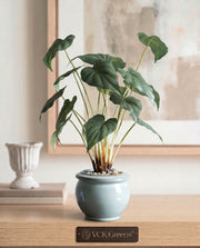 Artificial Green Leaf Bonsai 2ft