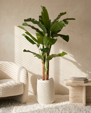 Artificial Tropical Banana Tree 6ft