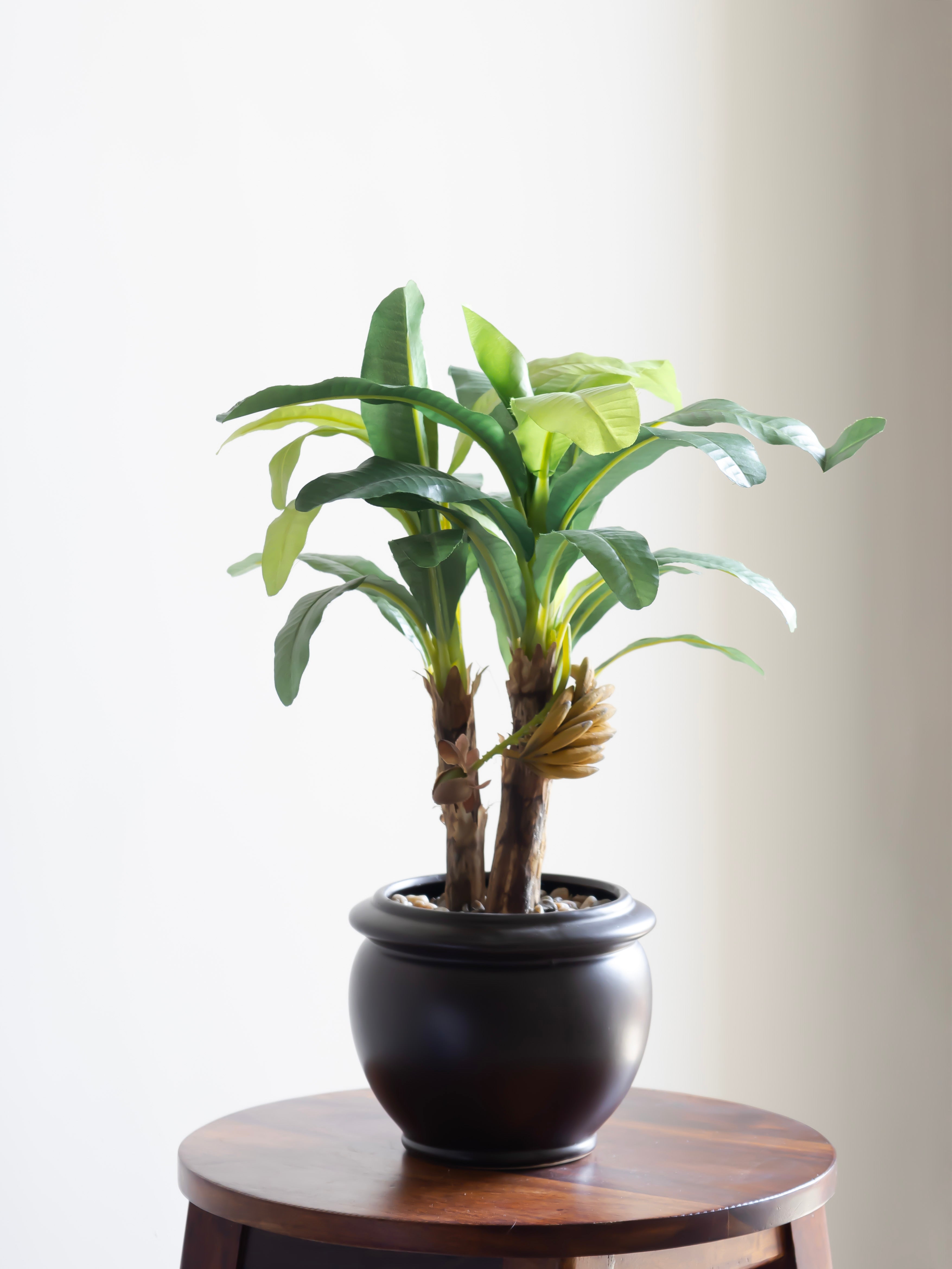 Artificial Banana Leaves Bonsai 1.6 Feet