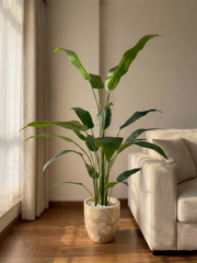 Artificial Bird of Paradise Plant 5.3ft