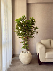 Artificial Croton Plant 5ft