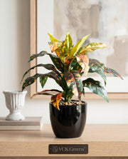 Artificial Croton Leaf Bonsai 24cm