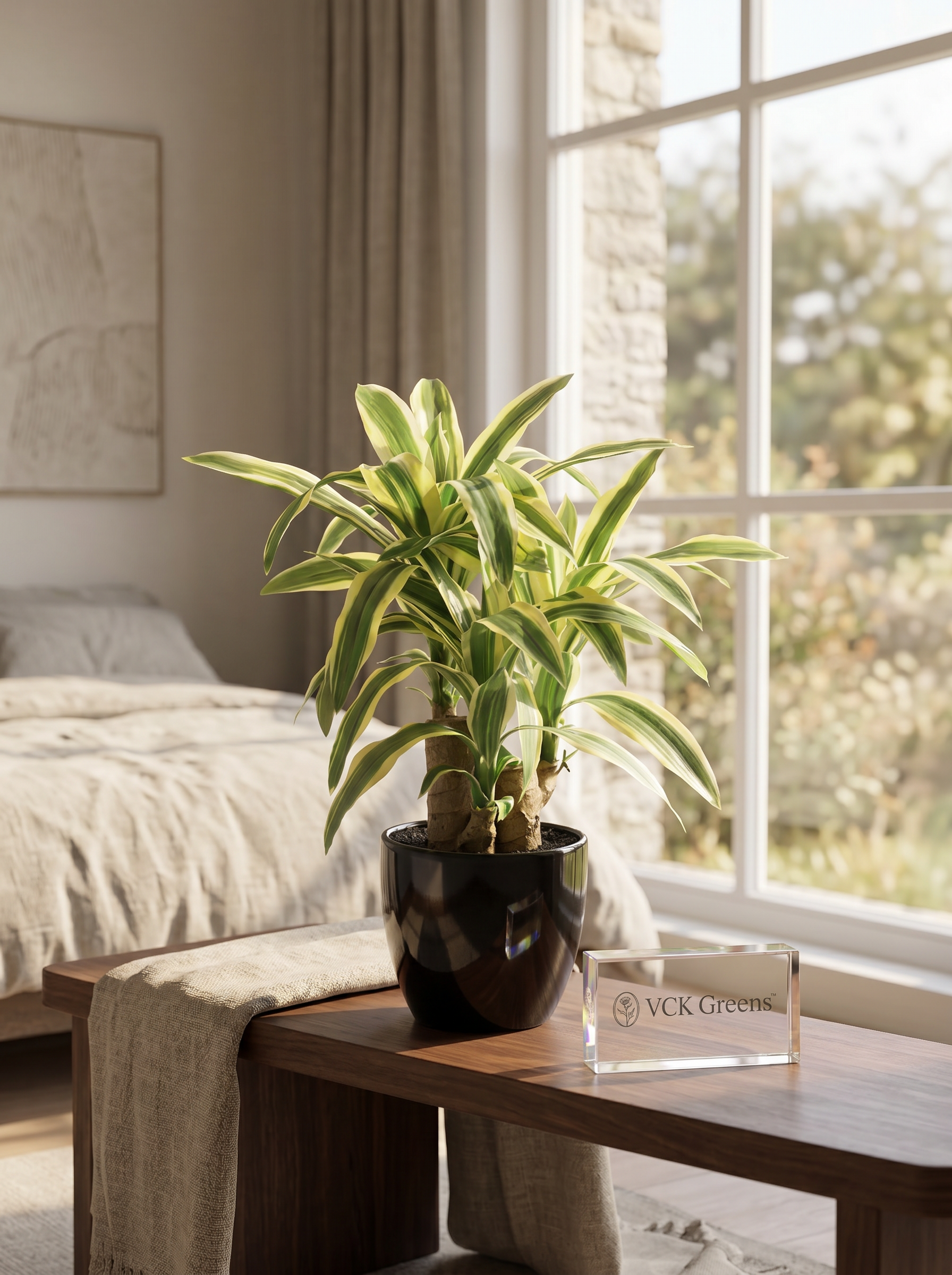 Artificial Dracaena Plant Bonsai 1.2ft
