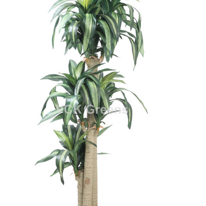 Artificial Dracaena Plants 5.8ft With Pot