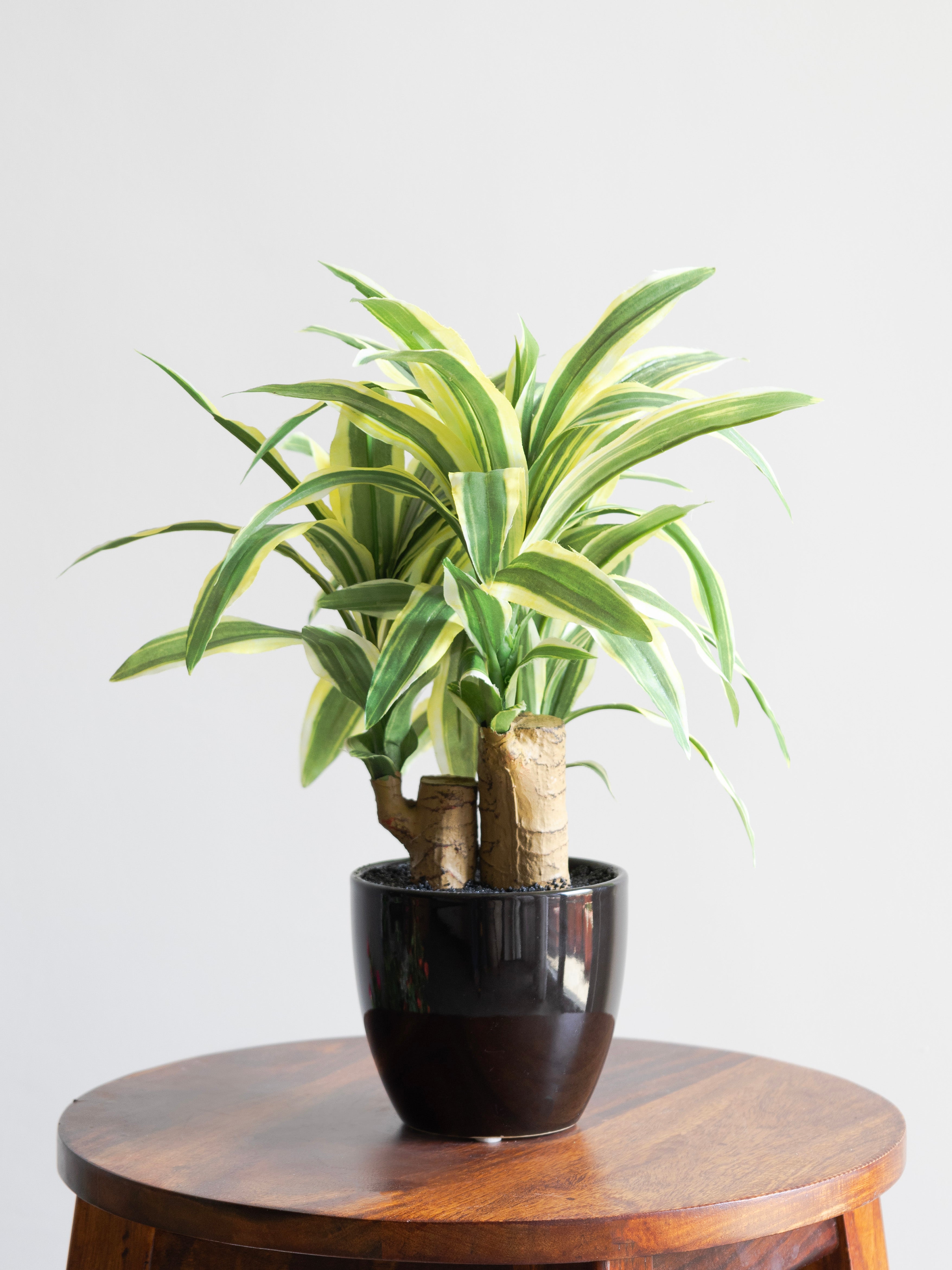 Artificial Dracaena Plant Bonsai 1.2ft