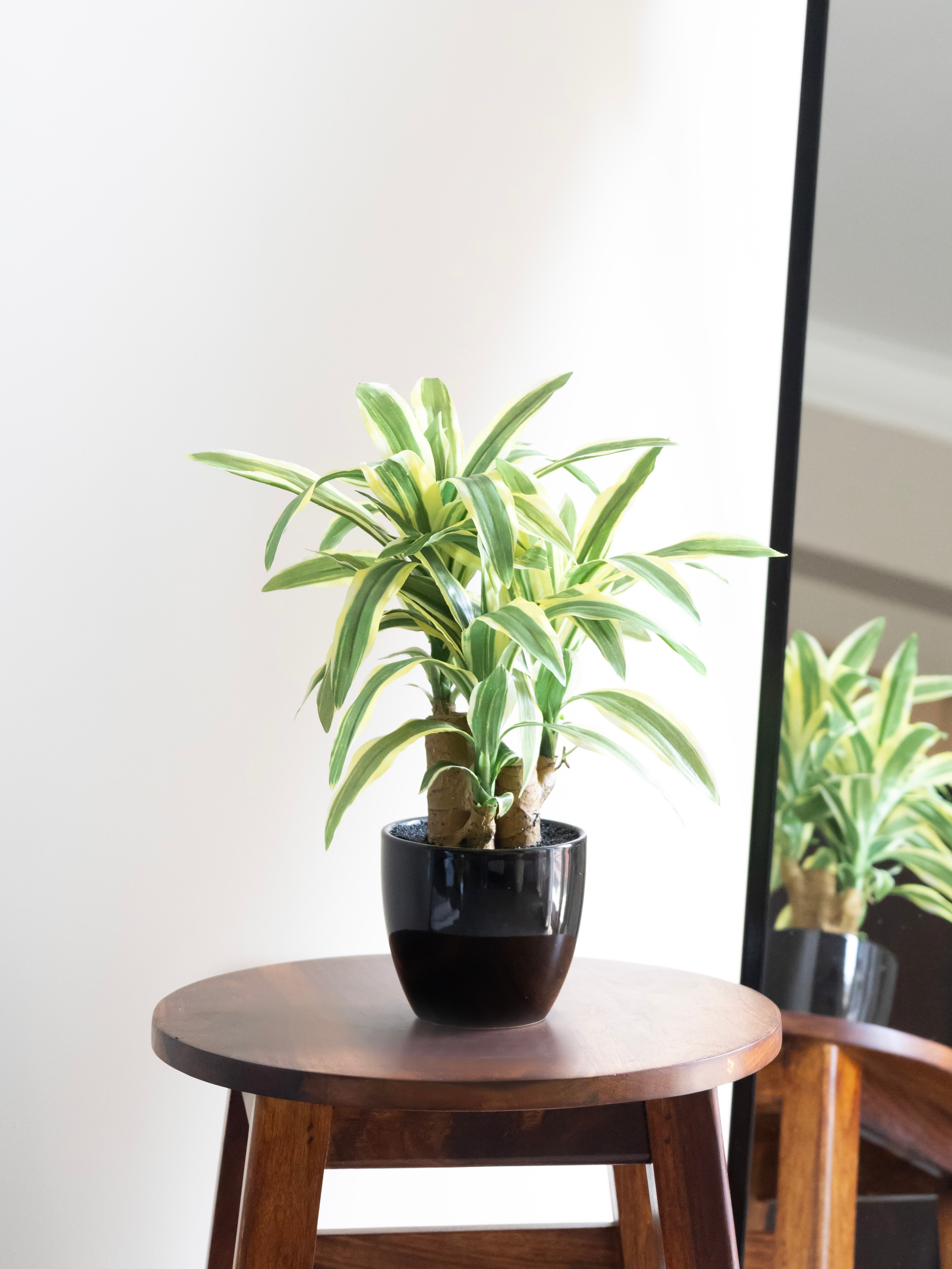 Artificial Dracaena Plant Bonsai 1.2ft