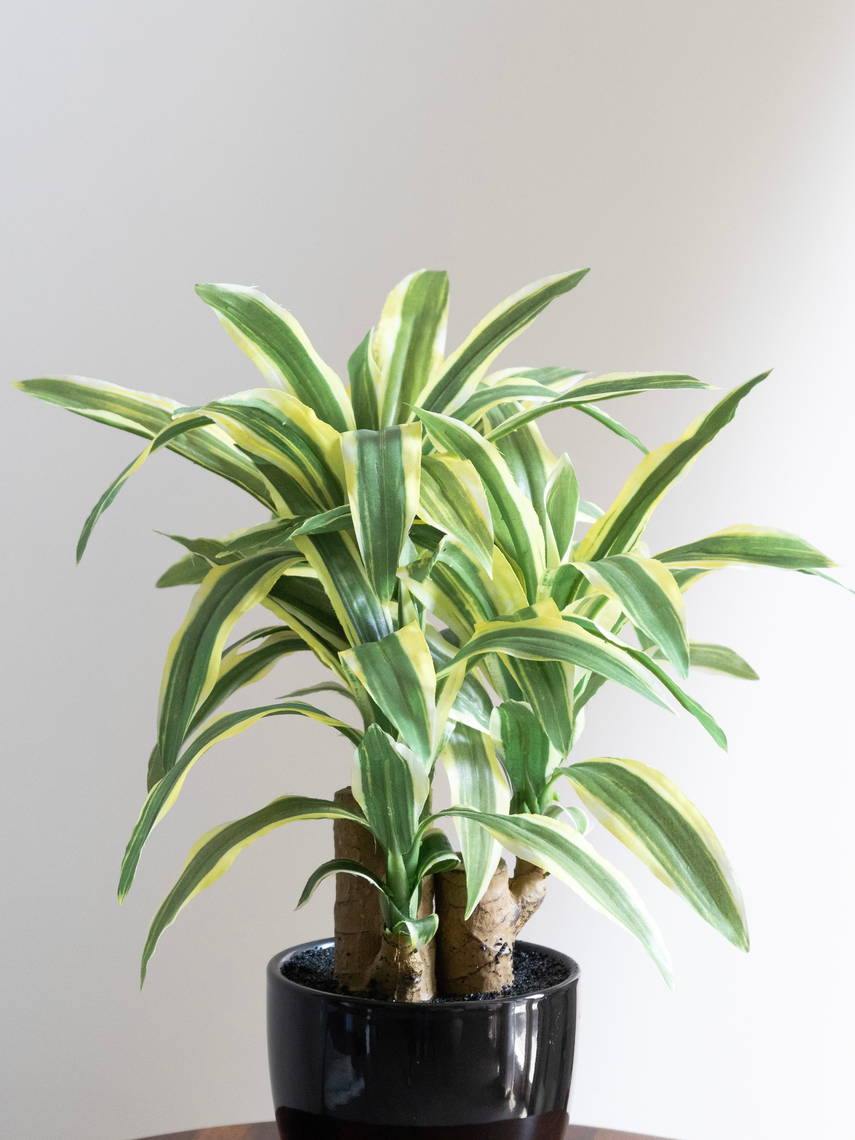 Artificial Dracaena Plant Bonsai 1.2ft
