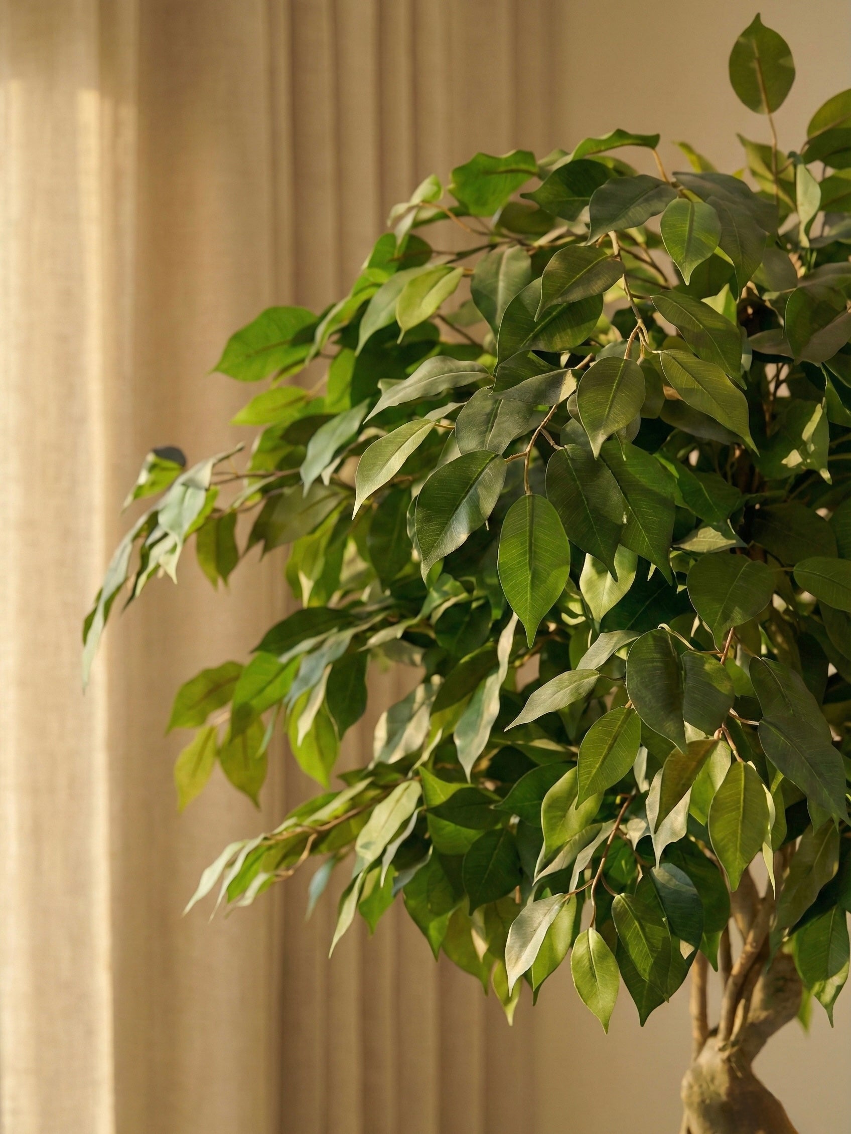 Artificial Topiary Ficus Plant 5ft