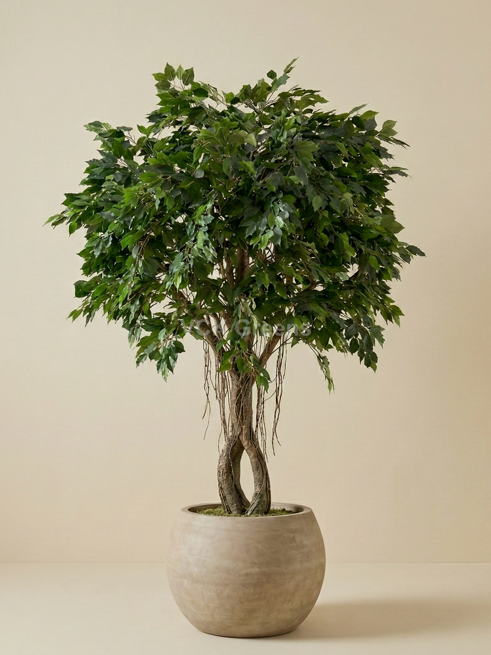 Artificial Ficus Leaf Fiber Trunk Plant 8ft