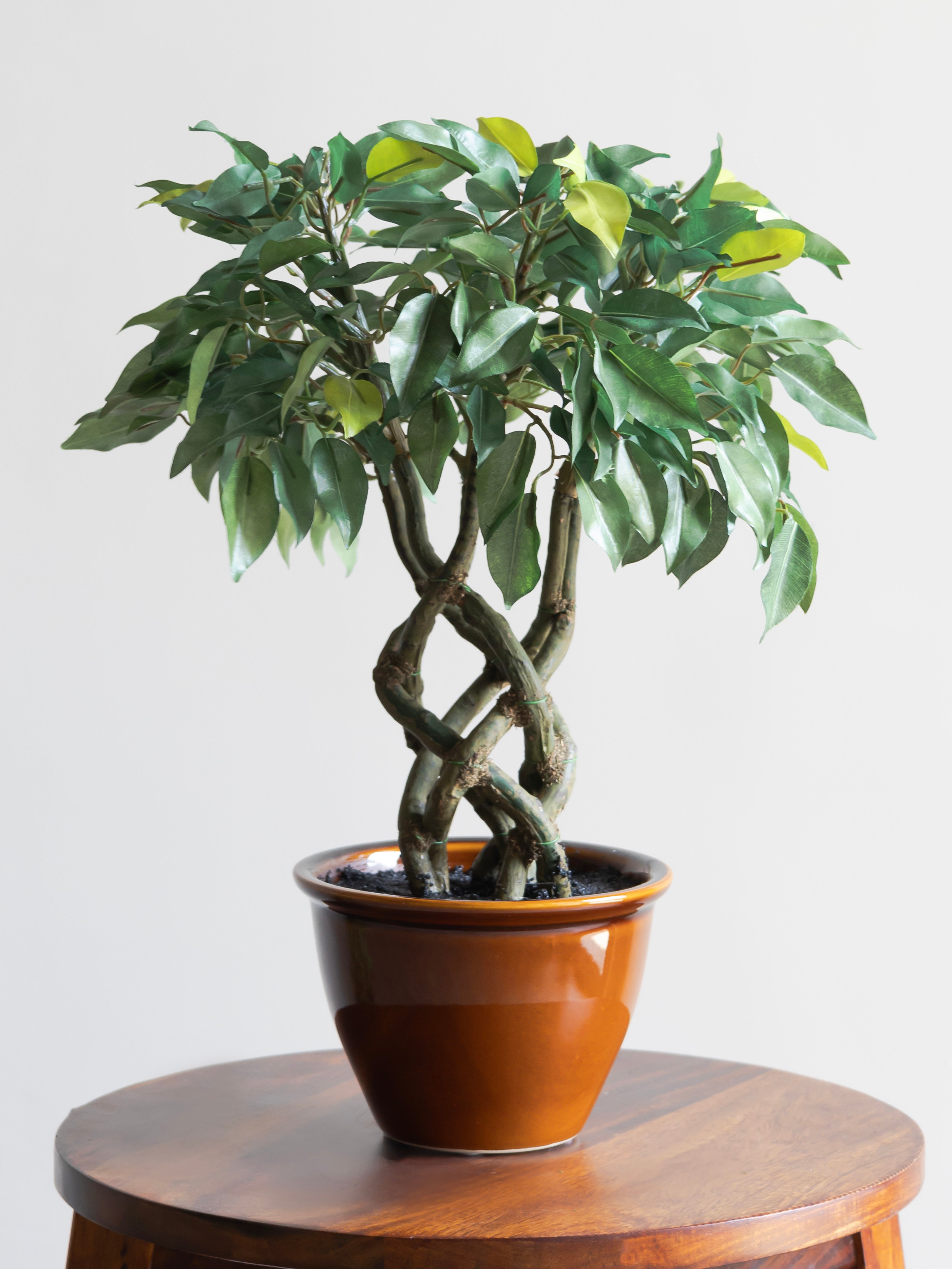 Artificial Green Ficus Leaf Bonsai 1.4ft