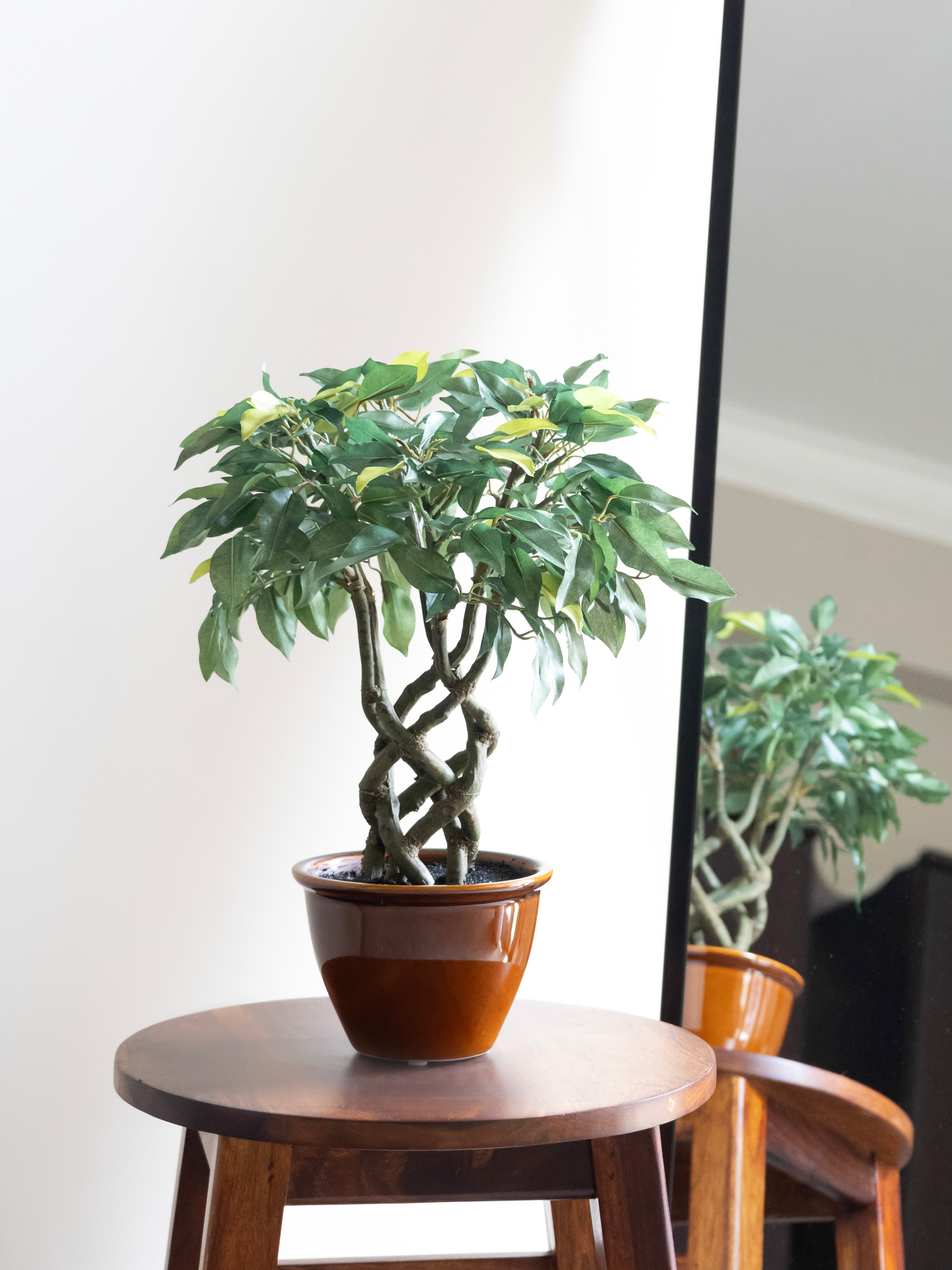 Artificial Green Ficus Leaf Bonsai 1.4ft