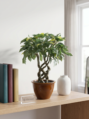 Artificial Green Ficus Leaf Bonsai 1.4ft