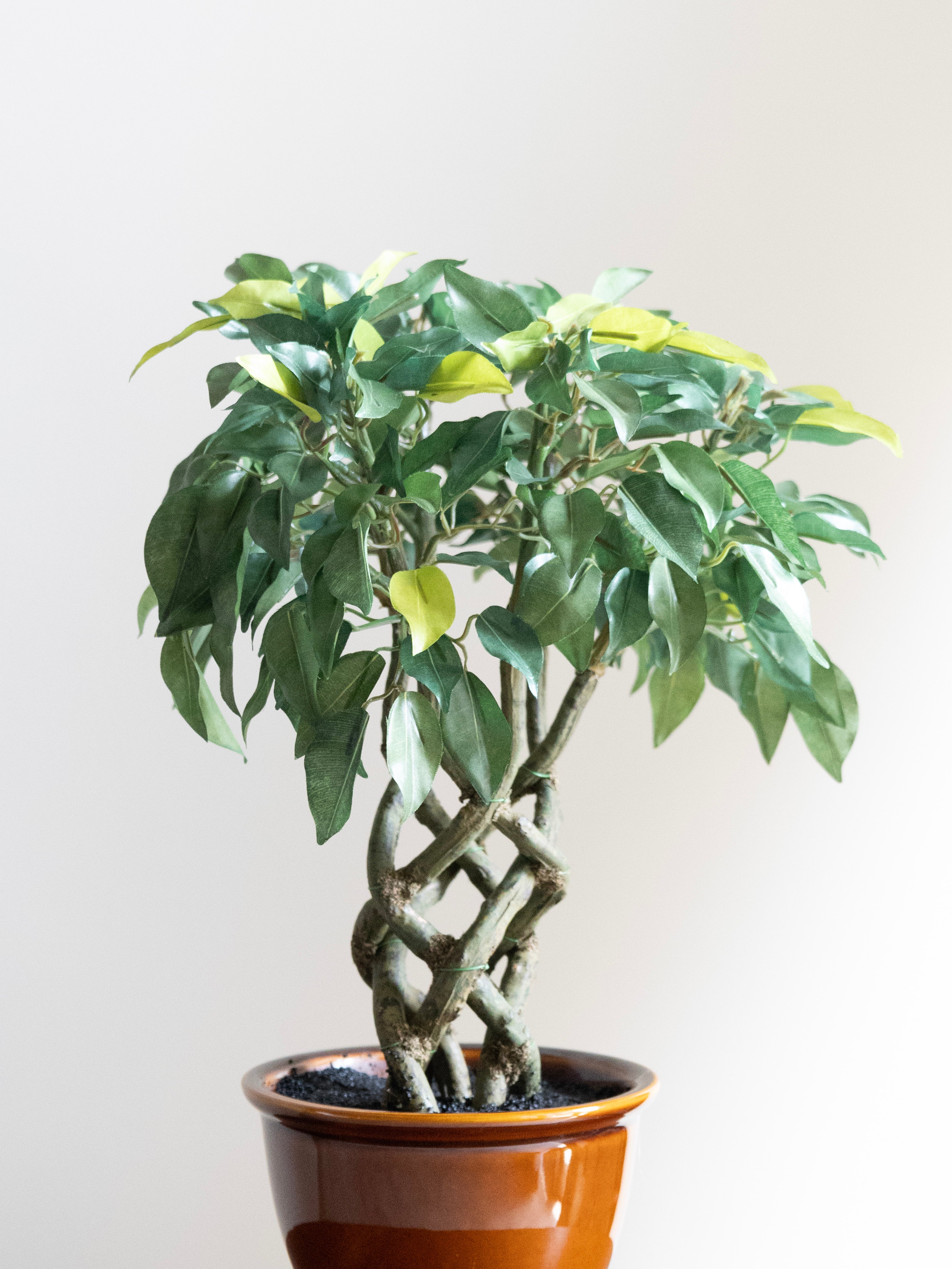 Artificial Green Ficus Leaf Bonsai 1.4ft