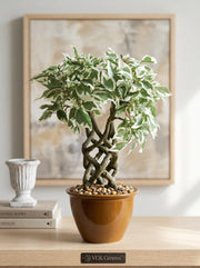Artificial Variegated Ficus Leaf Bonsai 1.4ft