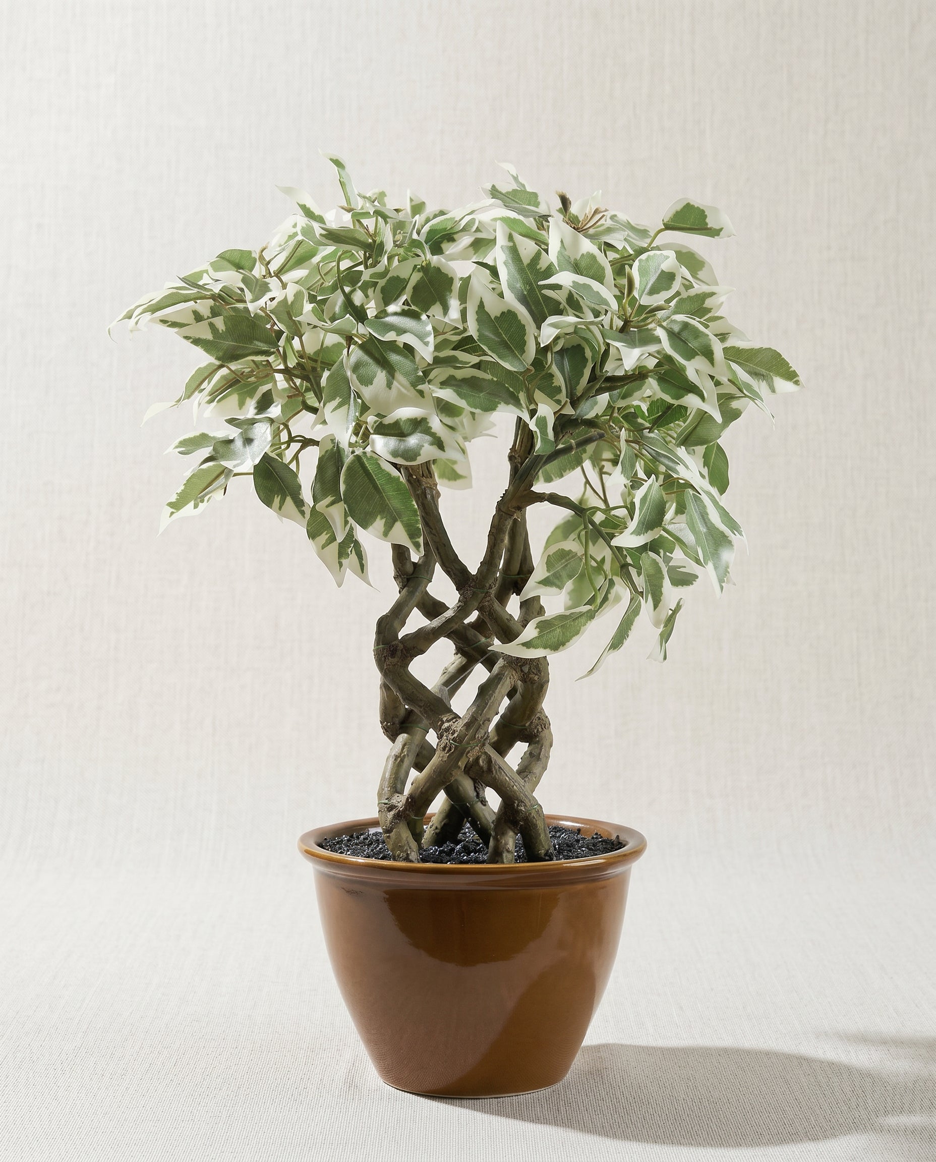 Artificial Variegated Ficus Leaf Bonsai 1.4ft