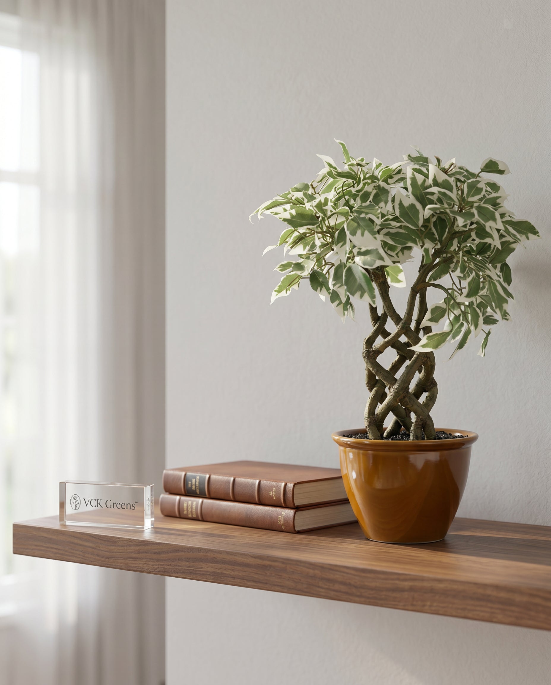 Artificial Variegated Ficus Leaf Bonsai 1.4ft