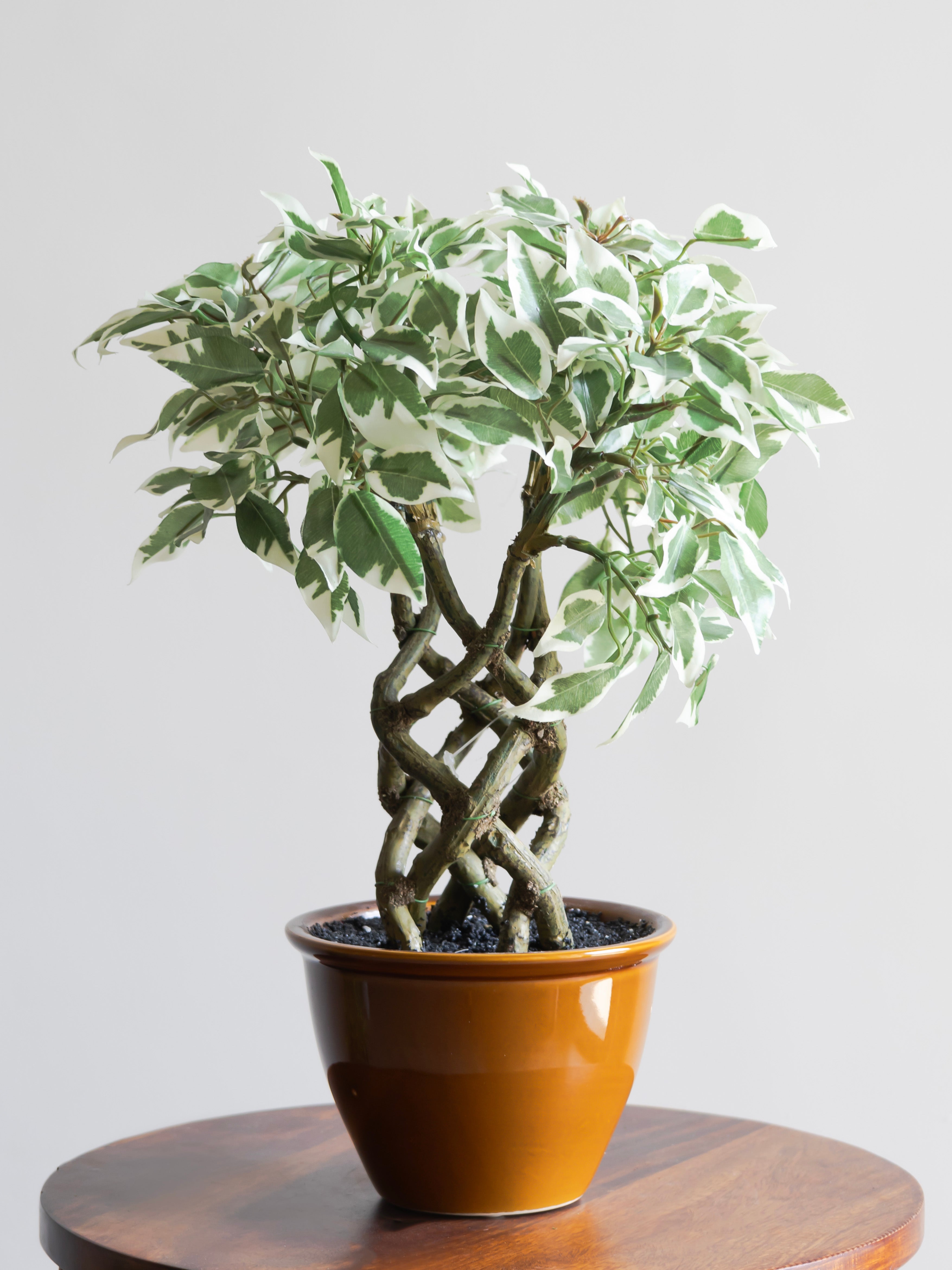 Artificial Variegated Ficus Leaf Bonsai 1.4ft