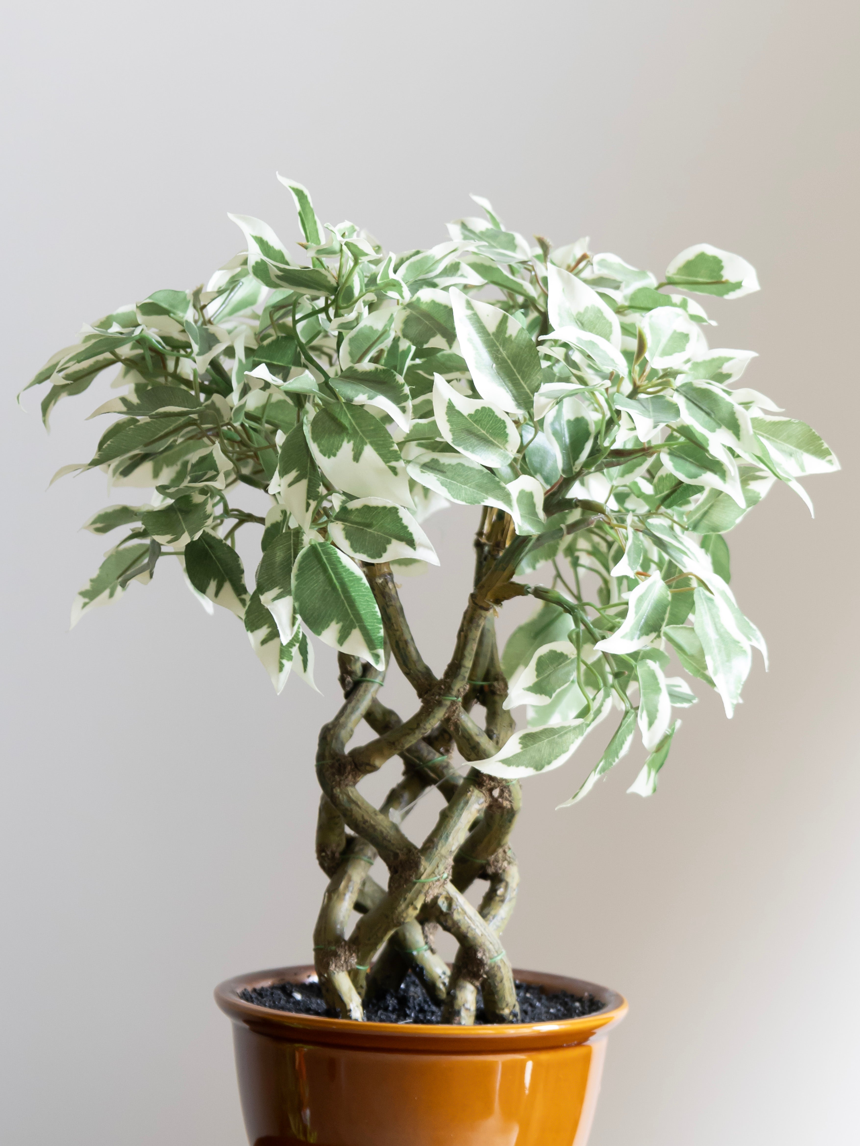 Artificial Variegated Ficus Leaf Bonsai 1.4ft