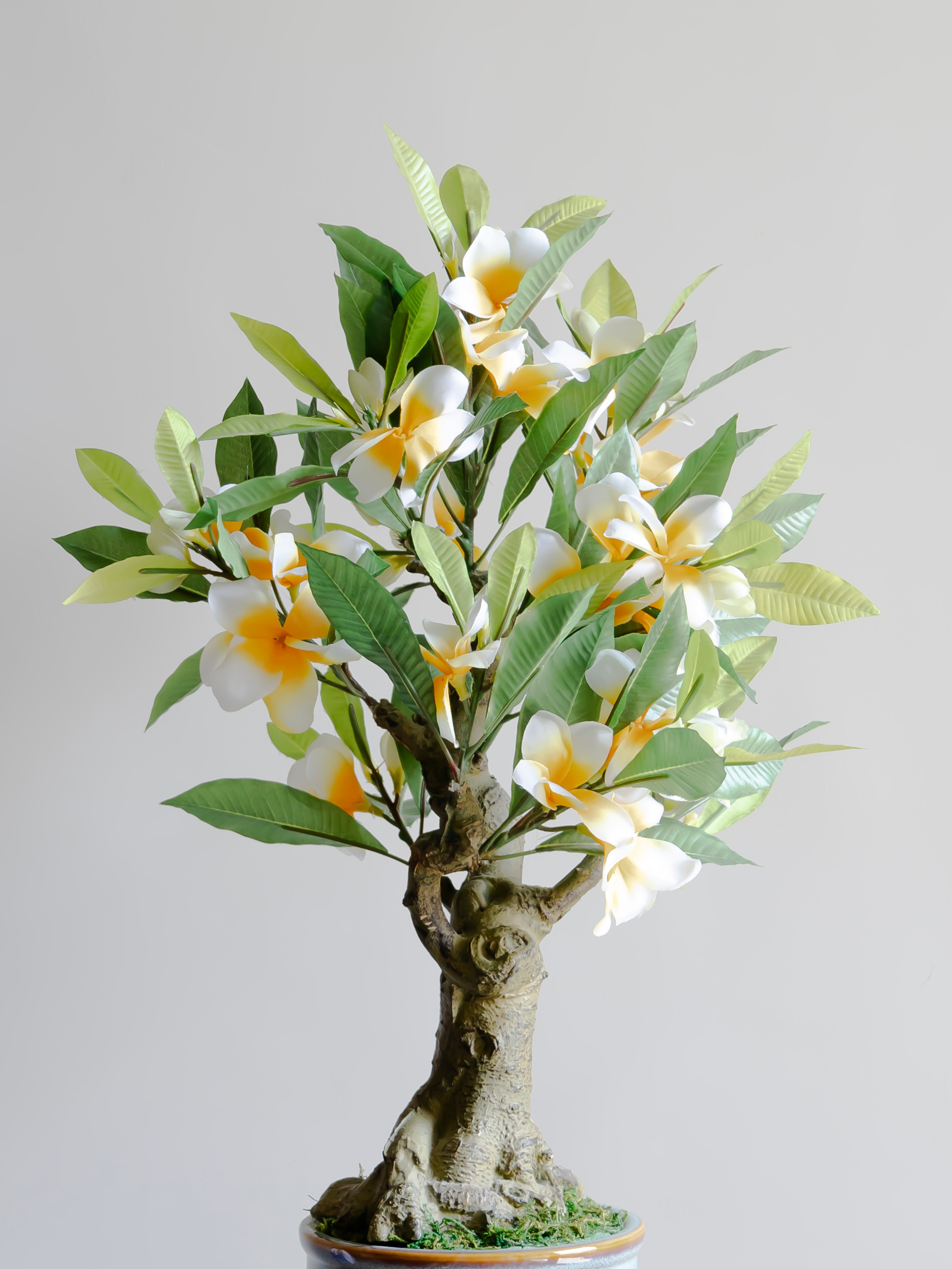 Artificial Frangipani Bonsai Plant 2ft