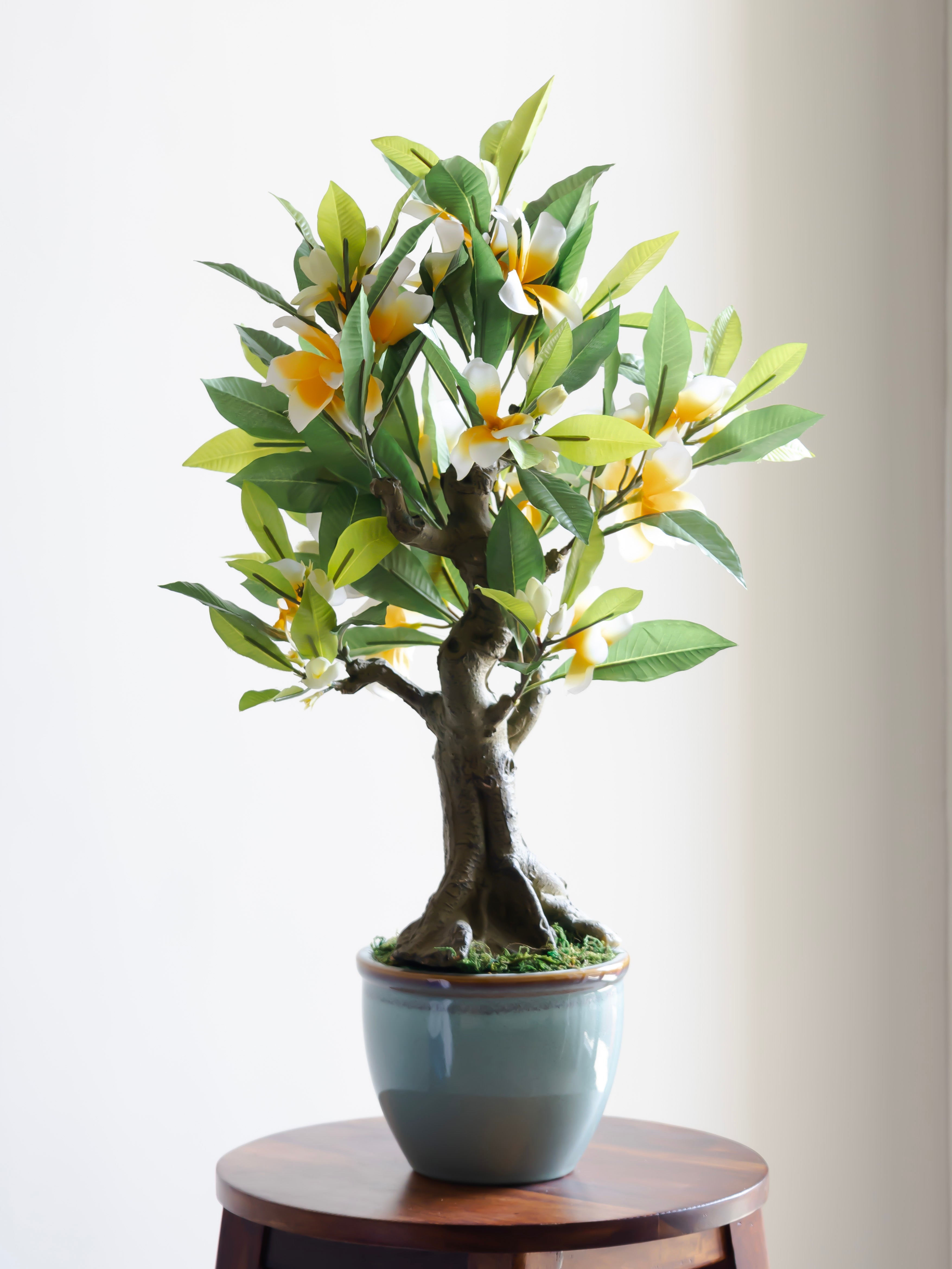 Artificial Frangipani Bonsai Plant 2ft
