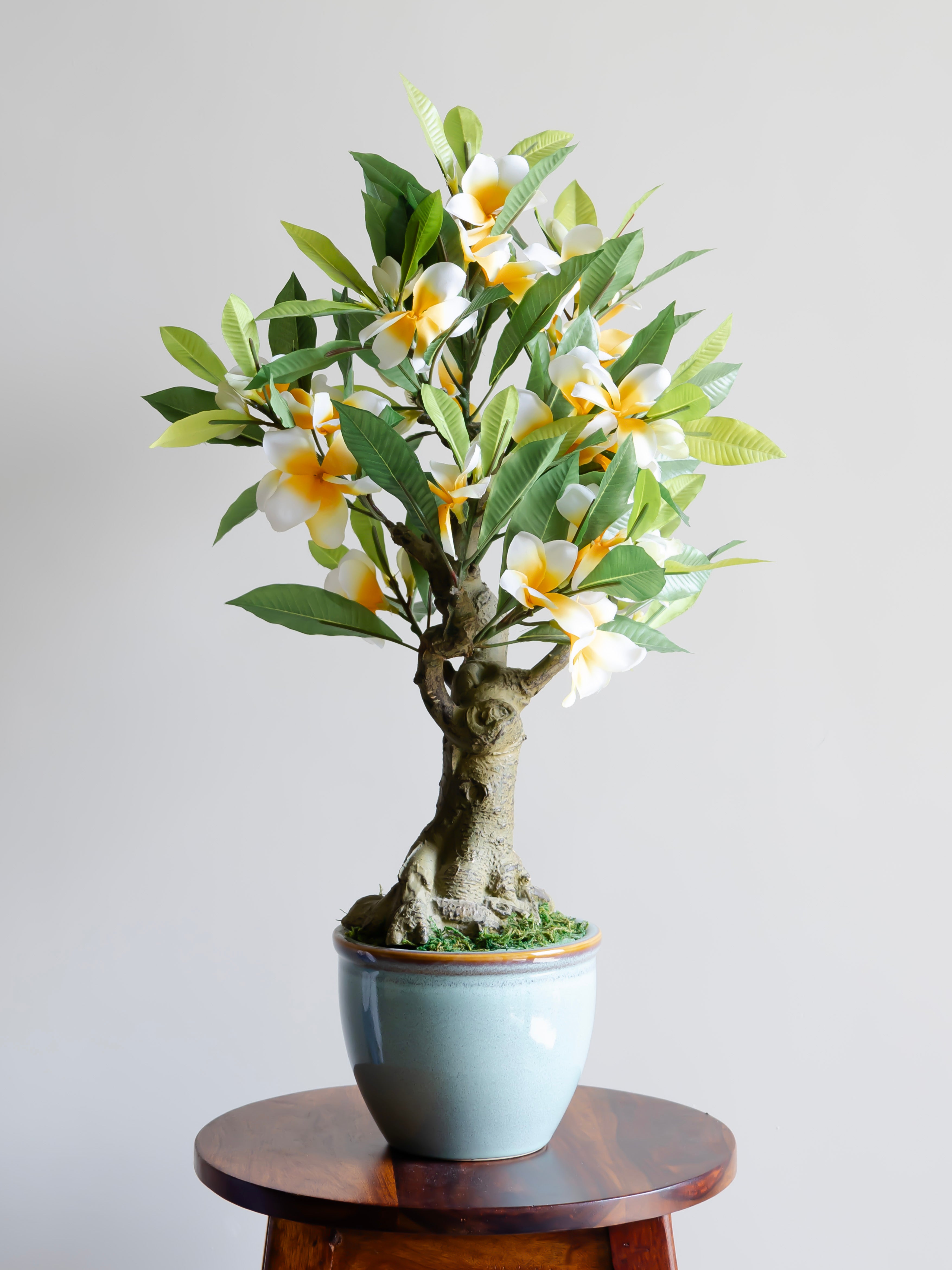 Artificial Frangipani Bonsai Plant 2ft