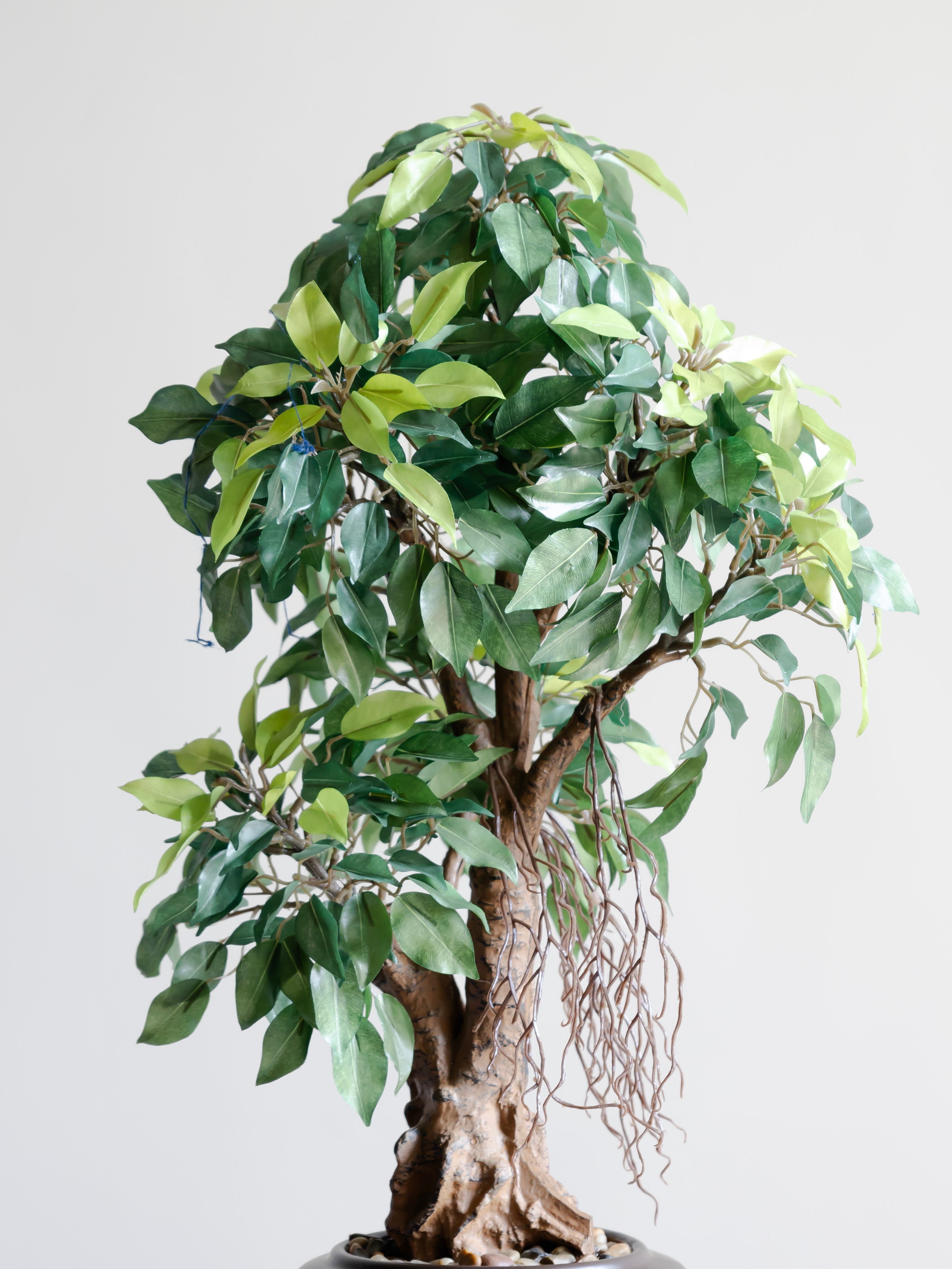 Artificial Green Ficus Leaf Bonsai 2ft