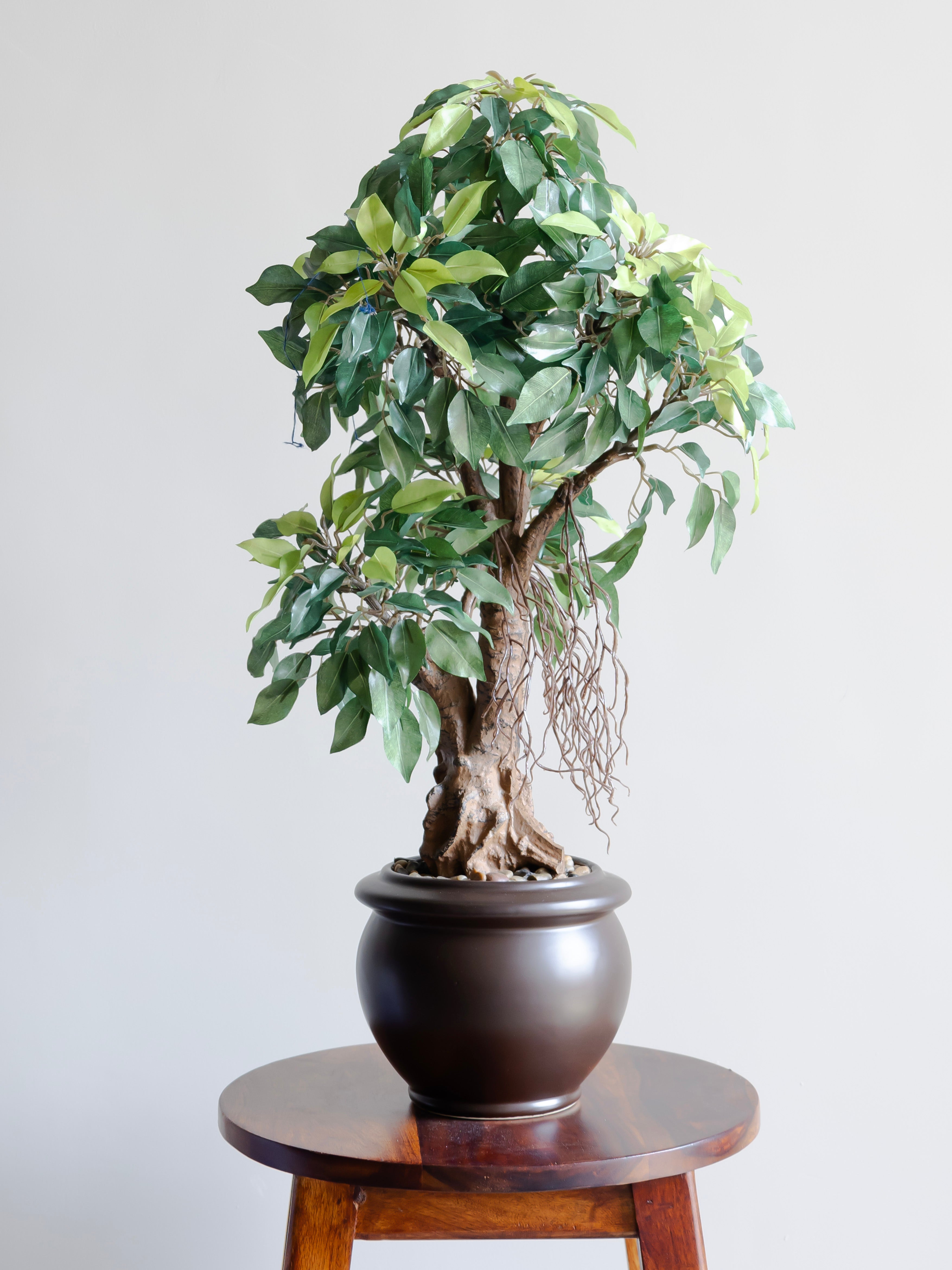 Artificial Green Ficus Leaf Bonsai 2ft