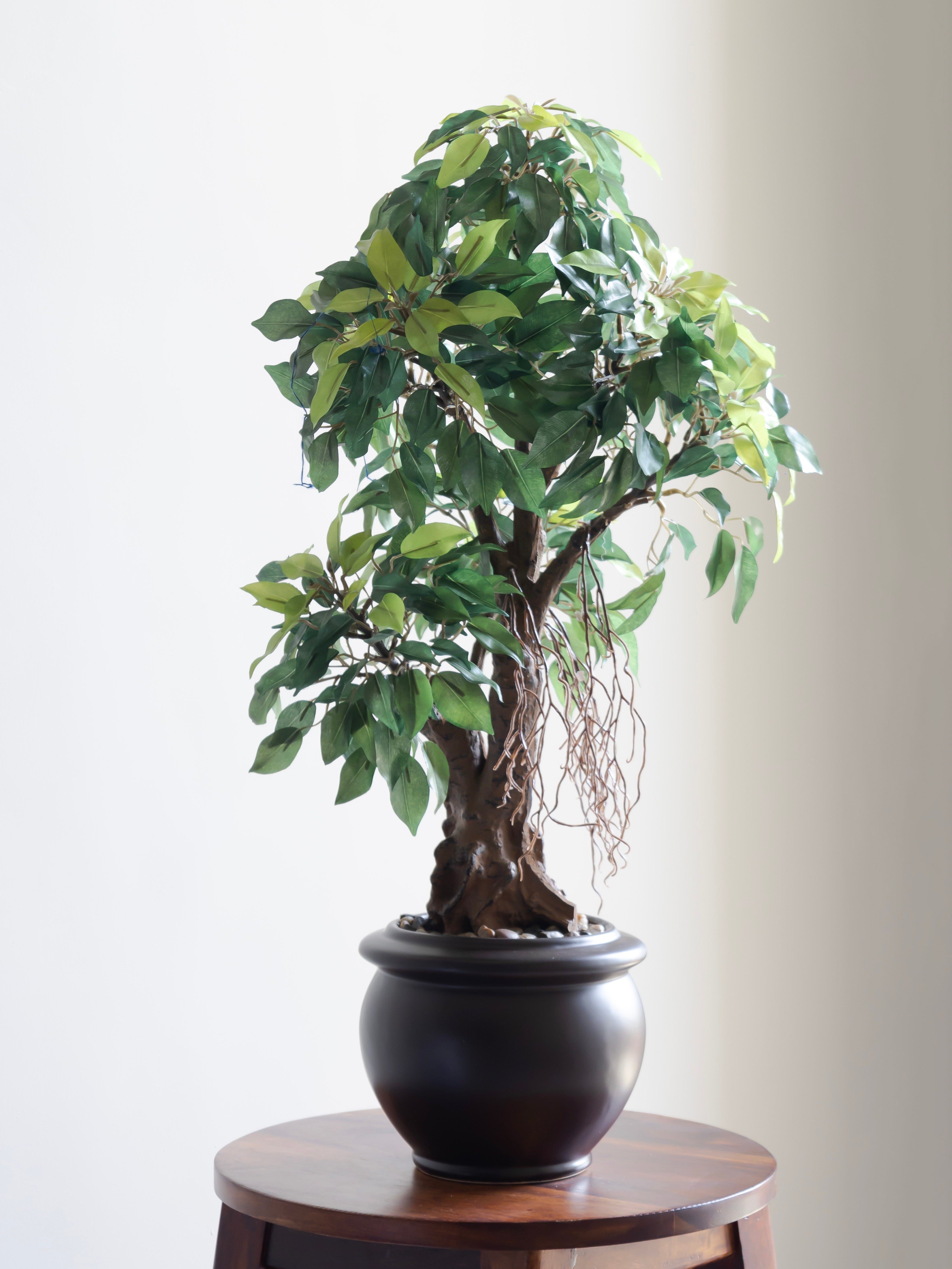 Artificial Green Ficus Leaf Bonsai 2ft