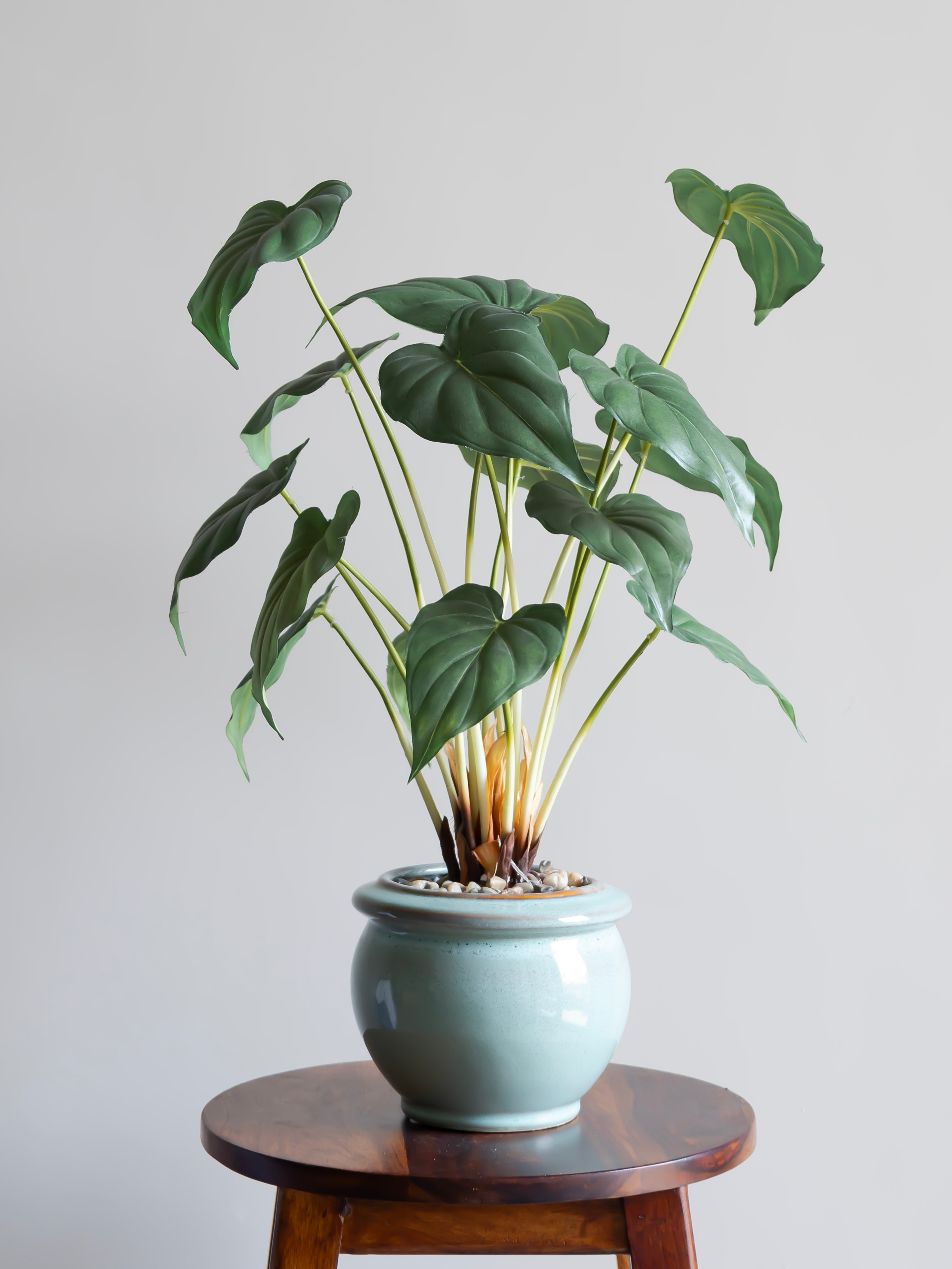 Artificial Green Leaf Bonsai 2ft