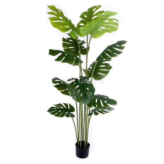 Artificial Monstera Plant 5ft With Pot