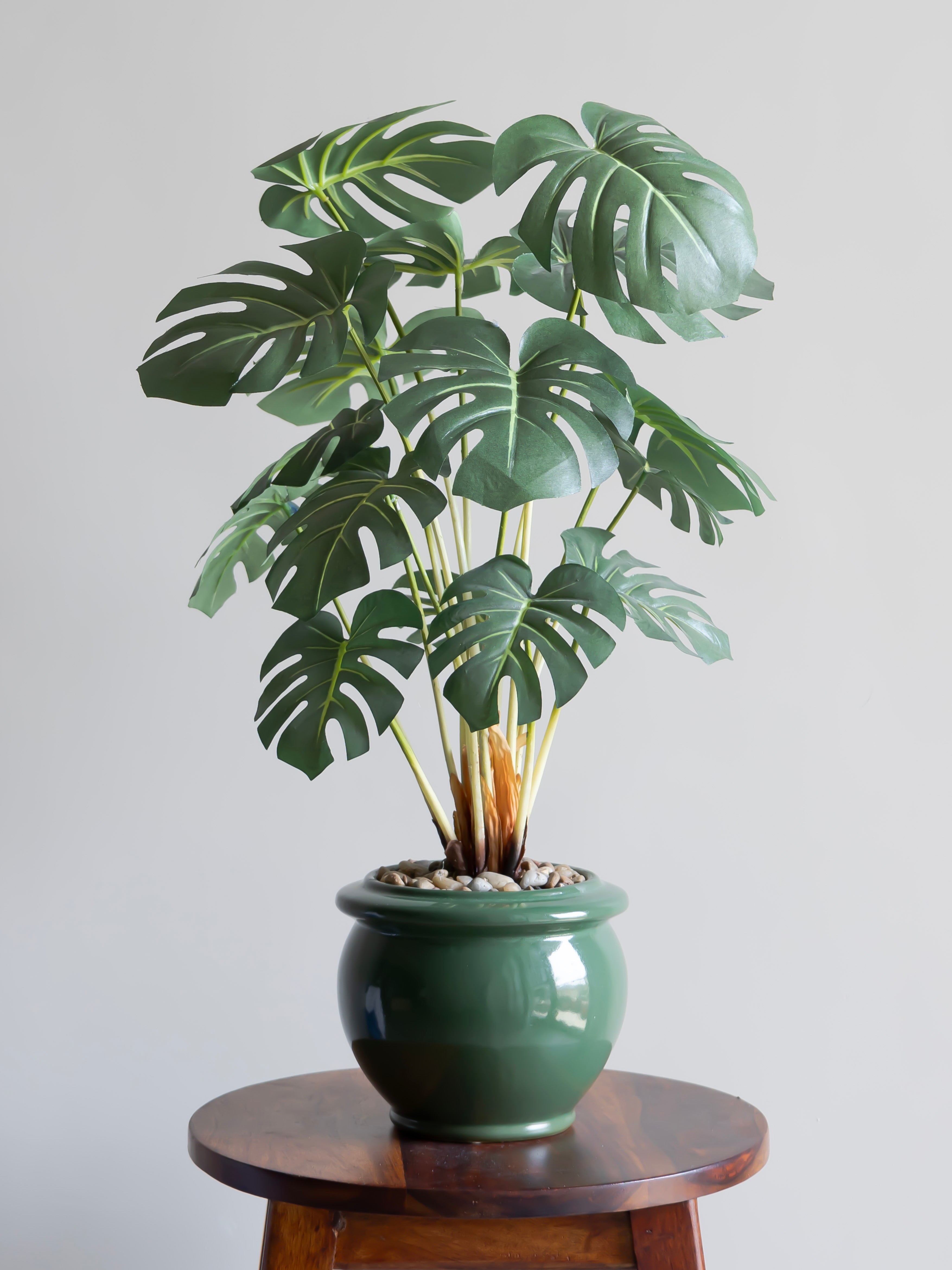 Artificial Monstera Leaf Bonsai 2ft