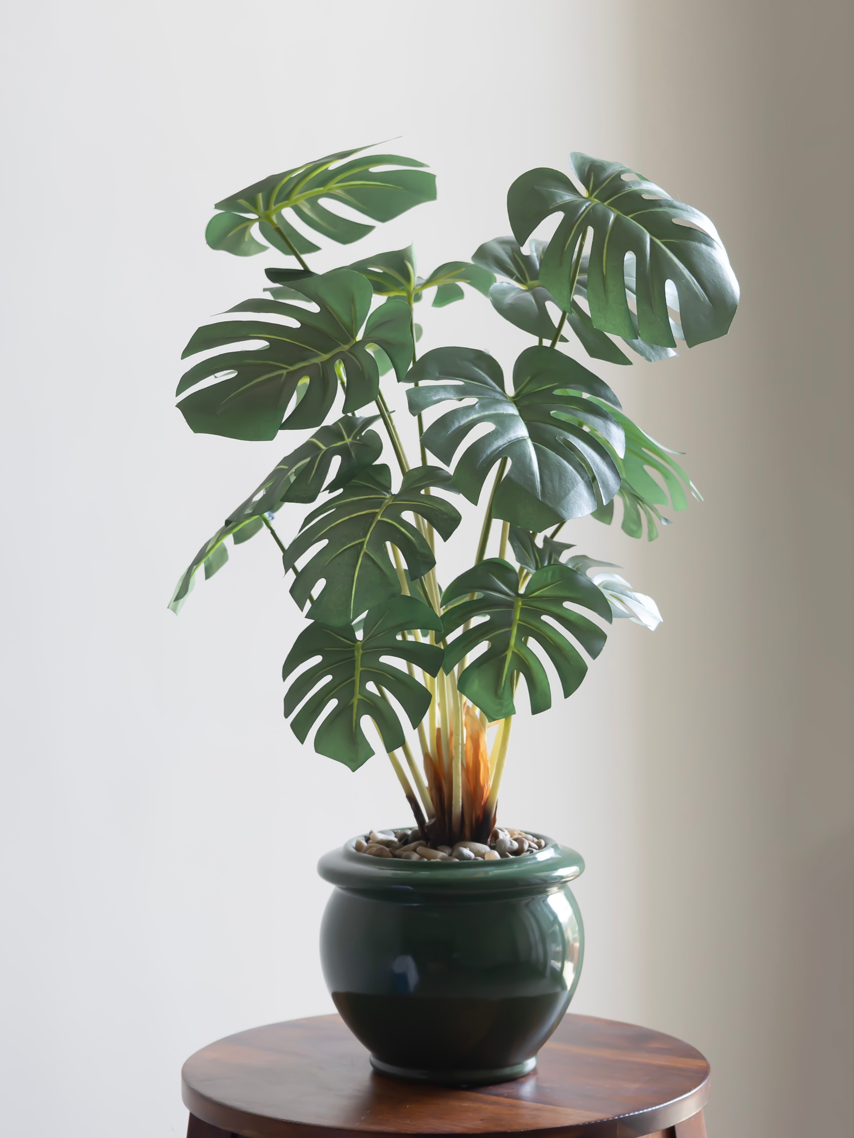 Artificial Monstera Leaf Bonsai 2ft