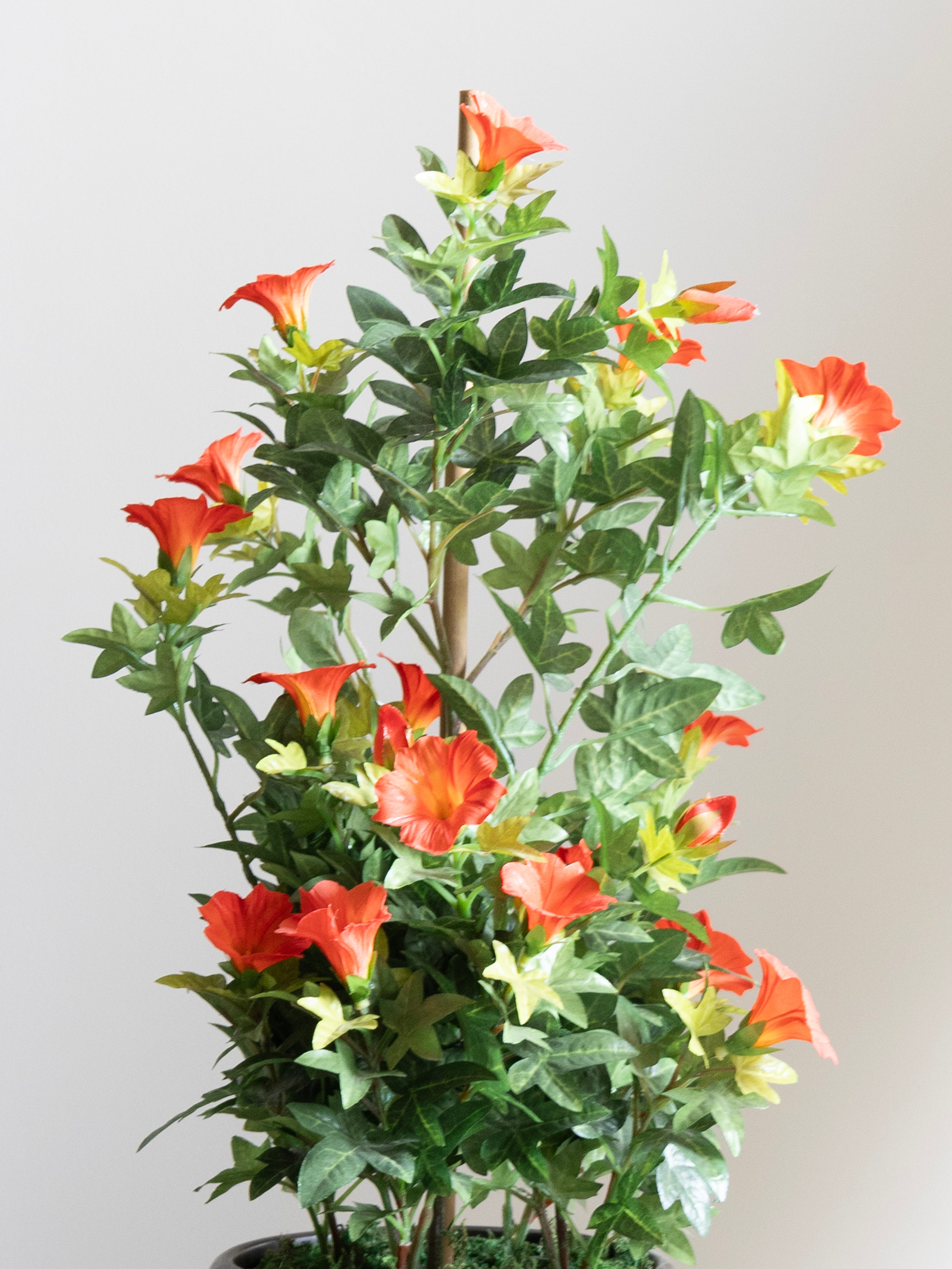 Artificial Morning glory Orange Bonsai 1.7ft