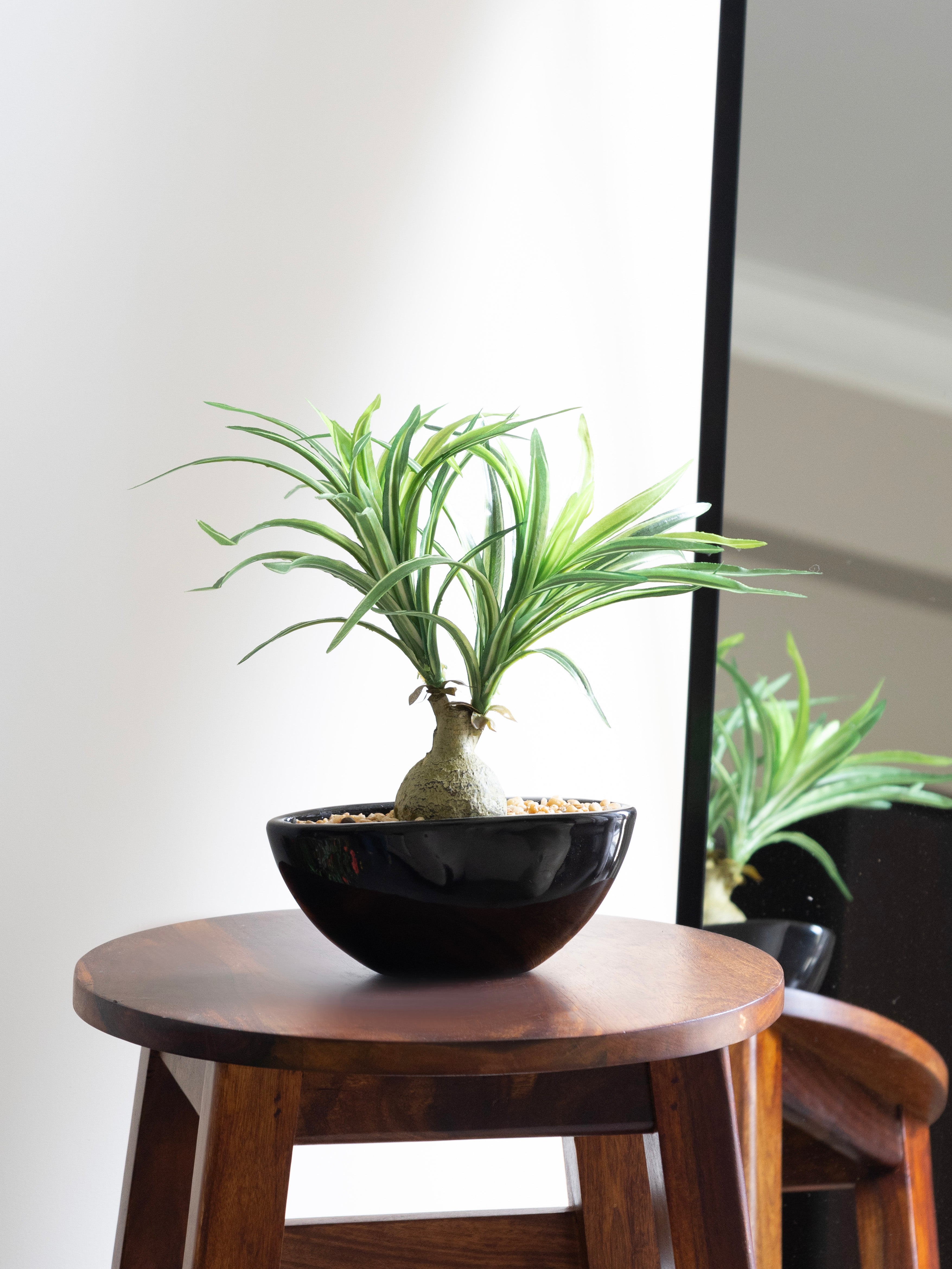 Artificial Nolina Leaves Bonsai 1ft