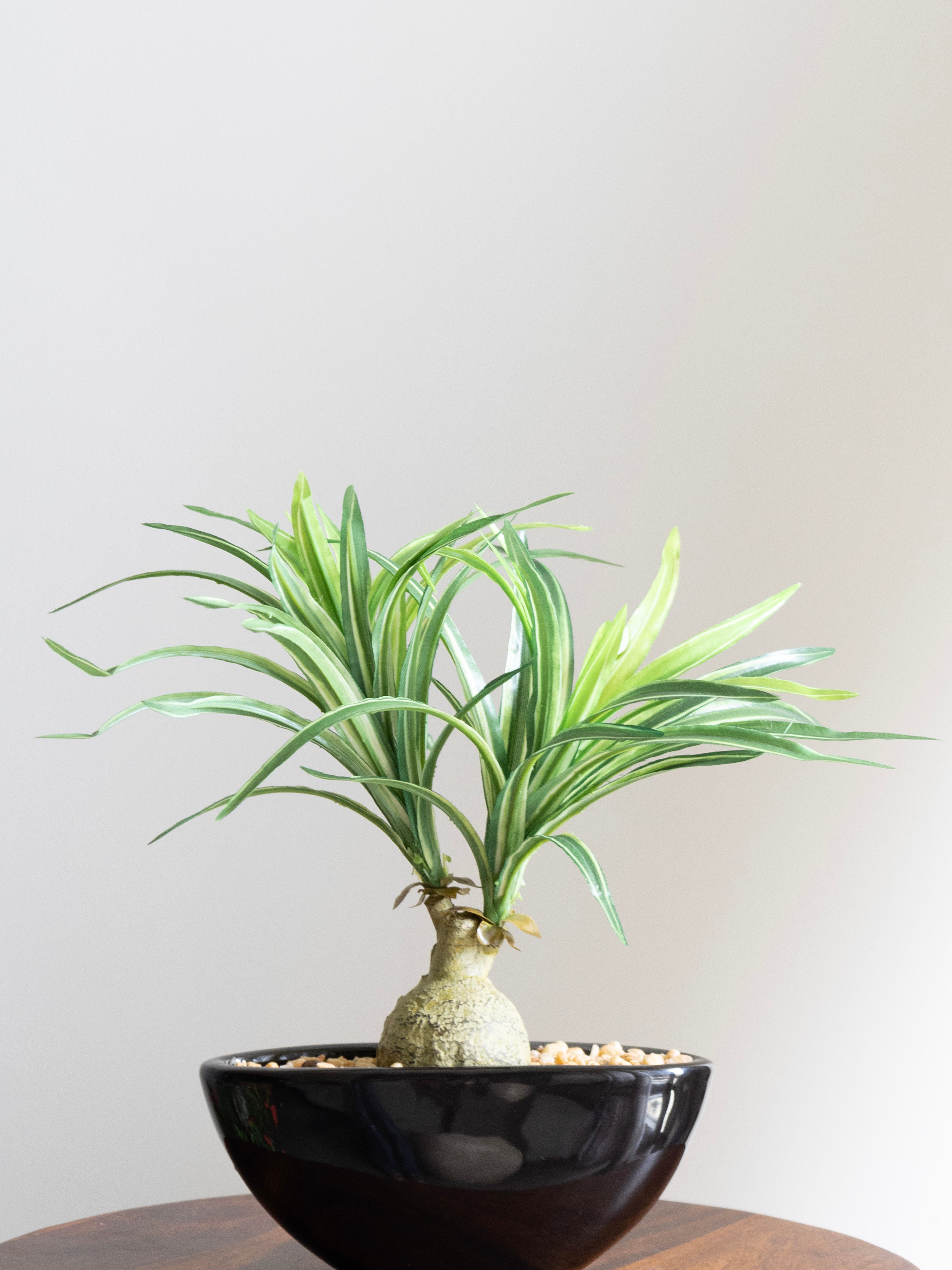 Artificial Nolina Leaves Bonsai 1ft