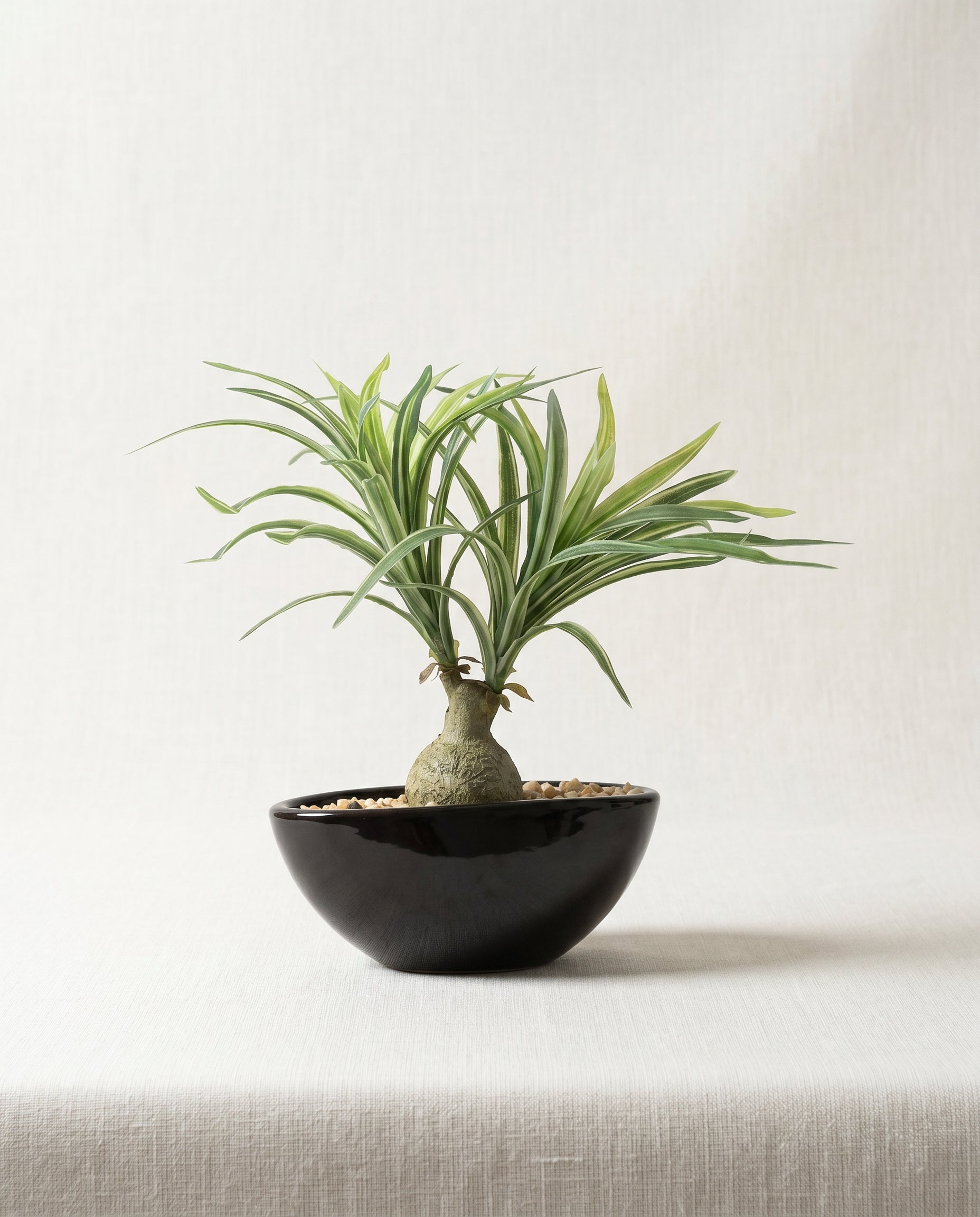 Artificial Nolina Leaves Bonsai 1ft