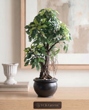 Artificial Green Ficus Leaf Bonsai 2ft