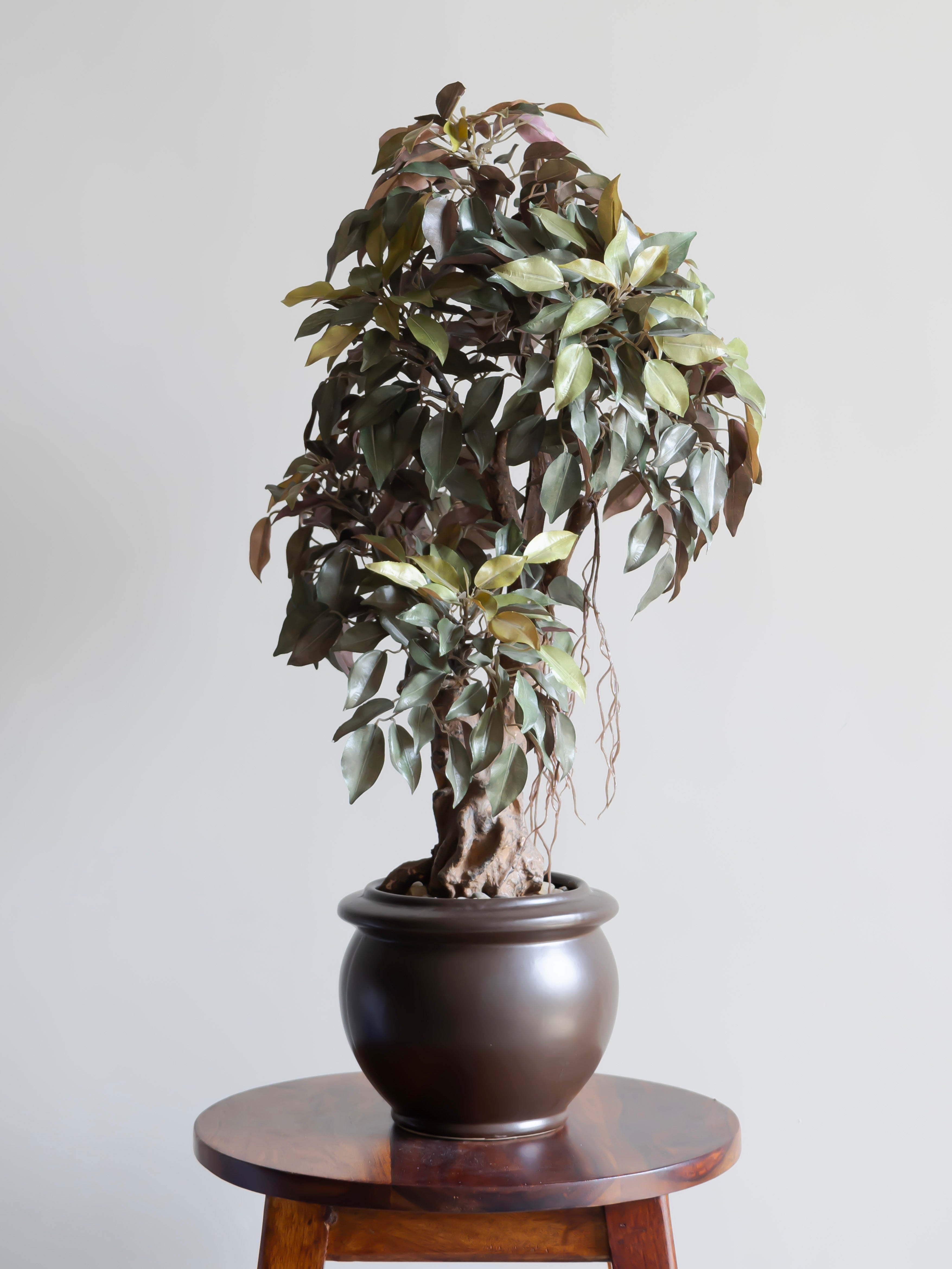 Artificial Ficus Leaf Bonsai 2ft