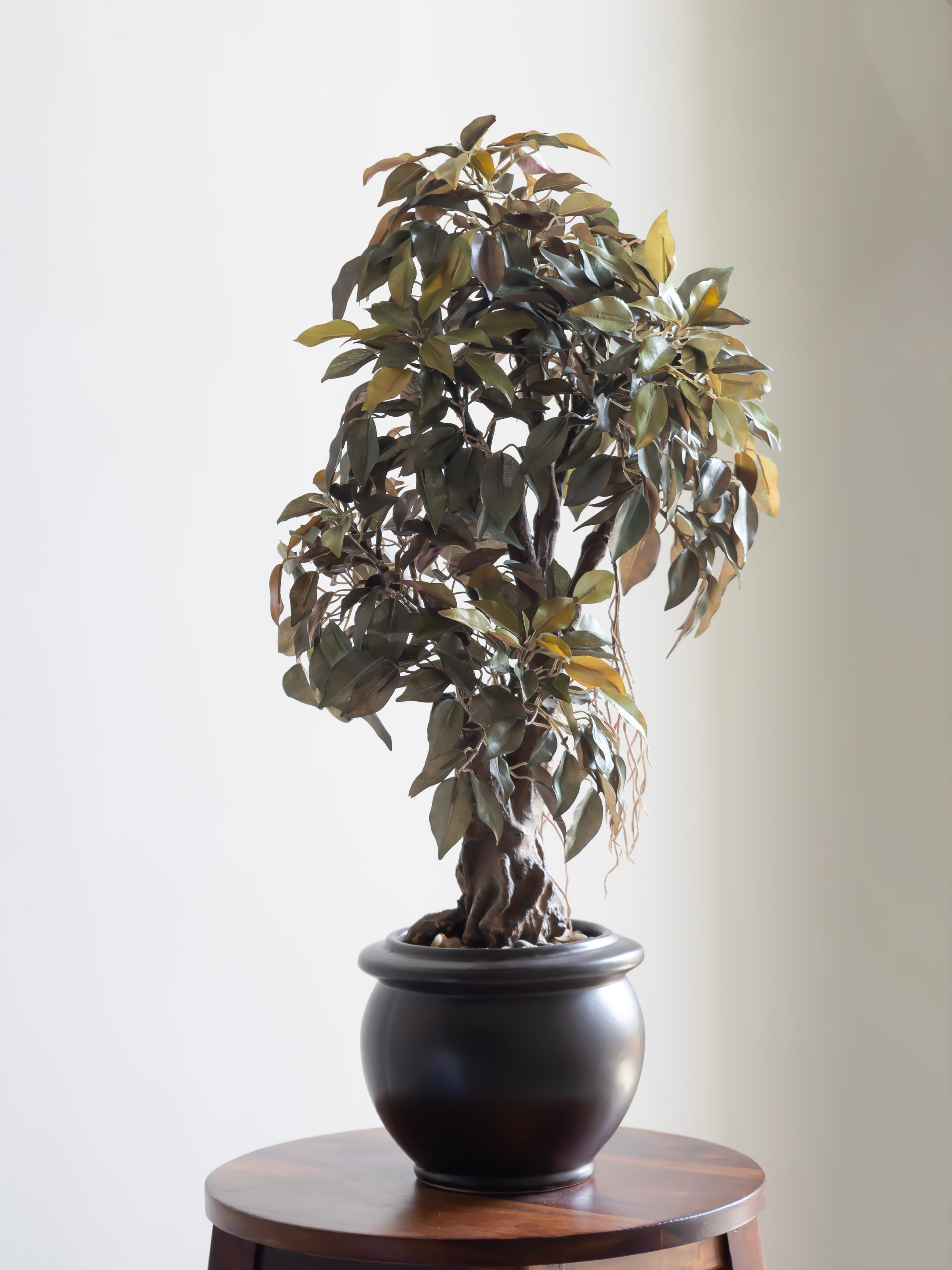 Artificial Ficus Leaf Bonsai 2ft