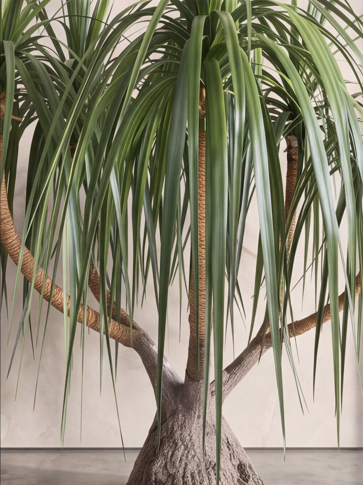 Artificial Sculptural Dragon Tree 6.2ft