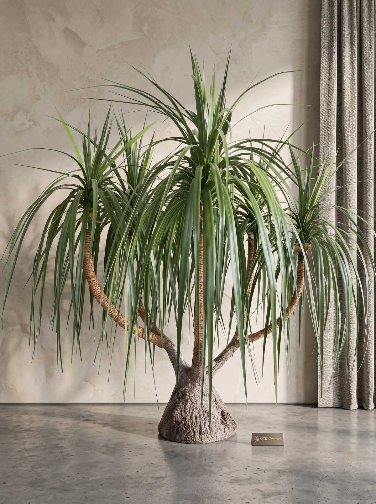 Artificial Sculptural Dragon Tree 6.2ft