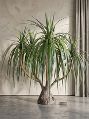 Artificial Sculptural Dragon Tree 6.2ft