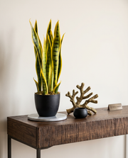 Artificial Snake Plant 1.7ft