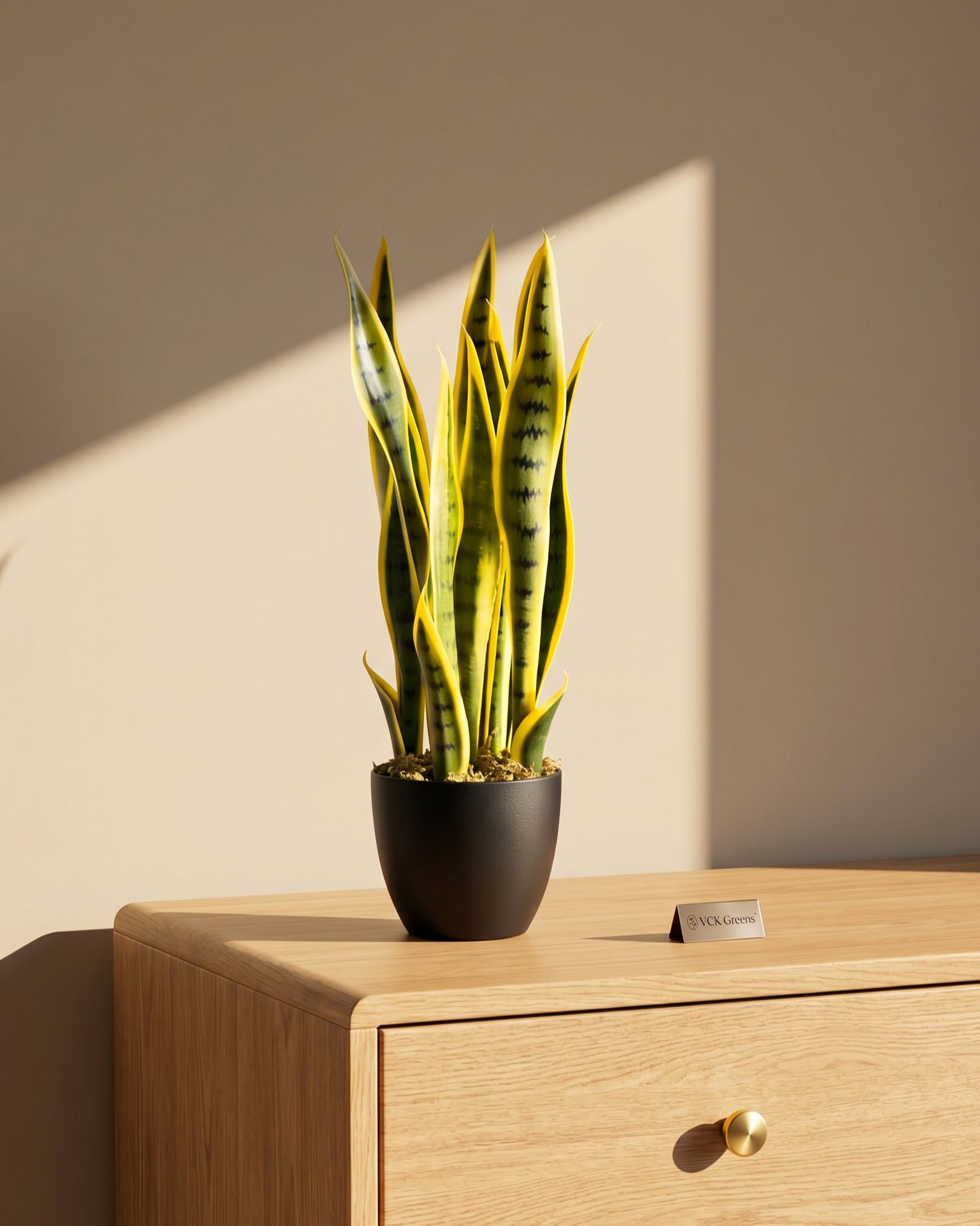 Artificial Snake Plant 1.7ft