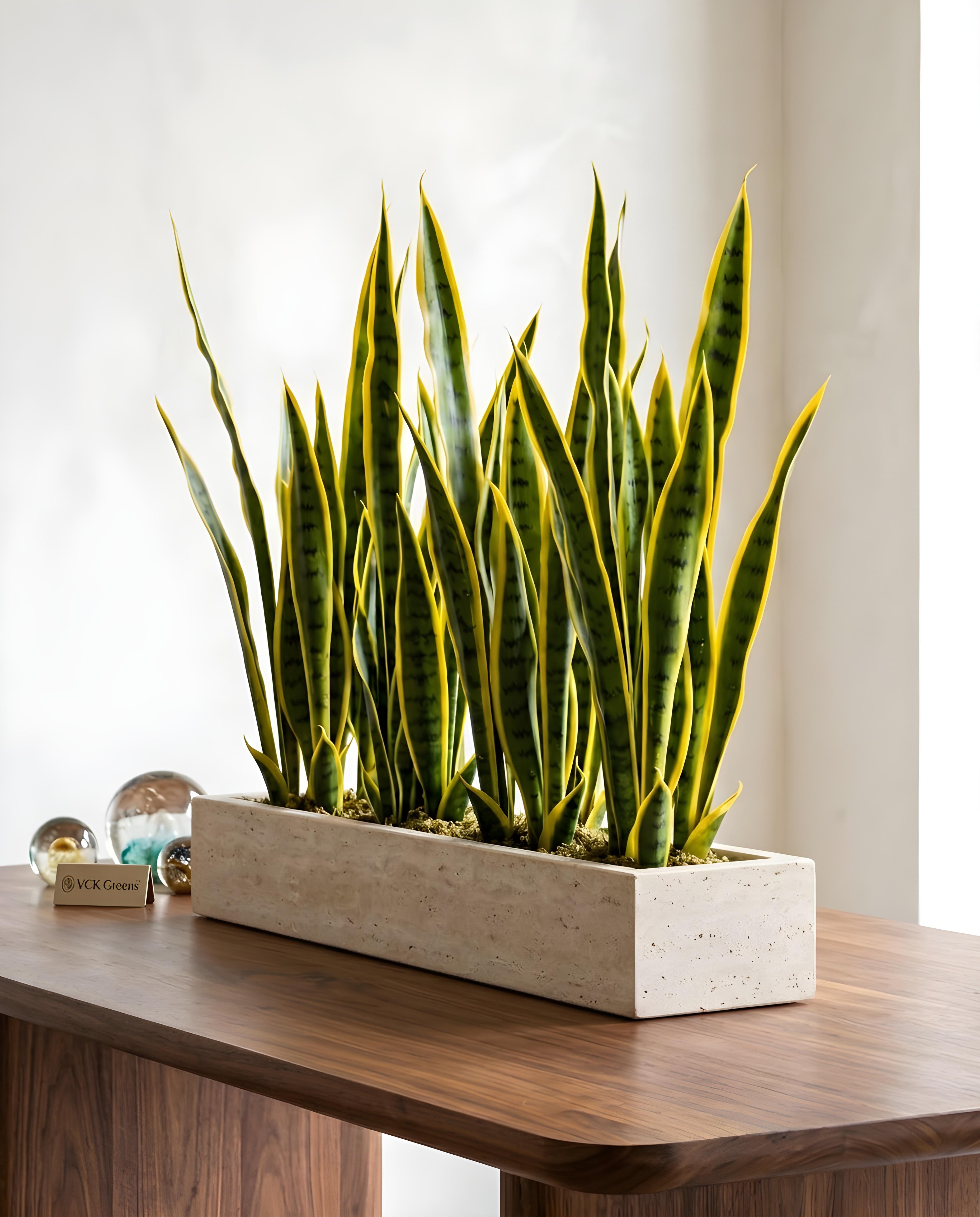 Artificial Snake Plant 2.2ft