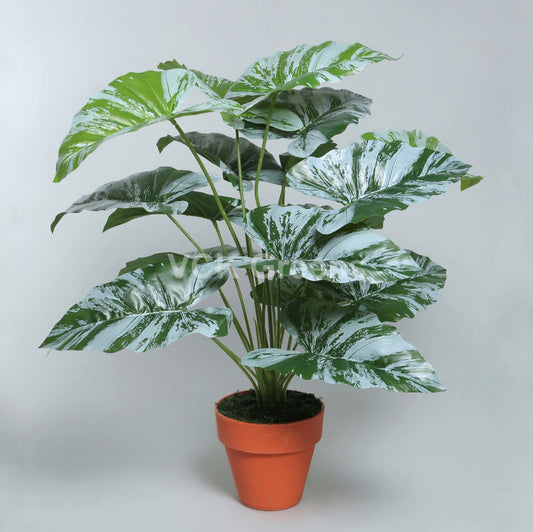 Artificial Variegated Caladium Leaf Plant 75cm/2.5ft With Pot