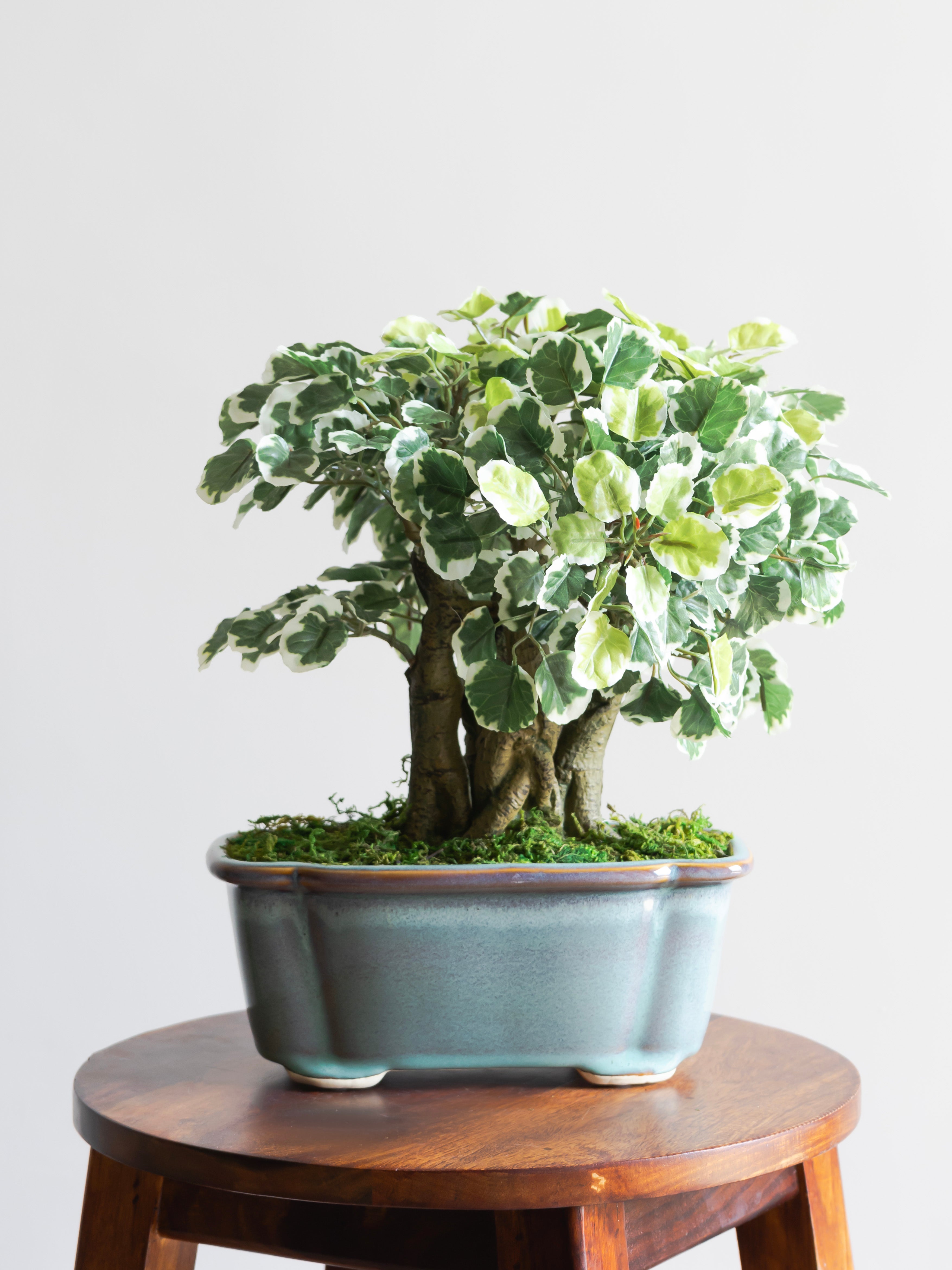Artificial Variegated Ficus Bonsai Plant 1.1ft