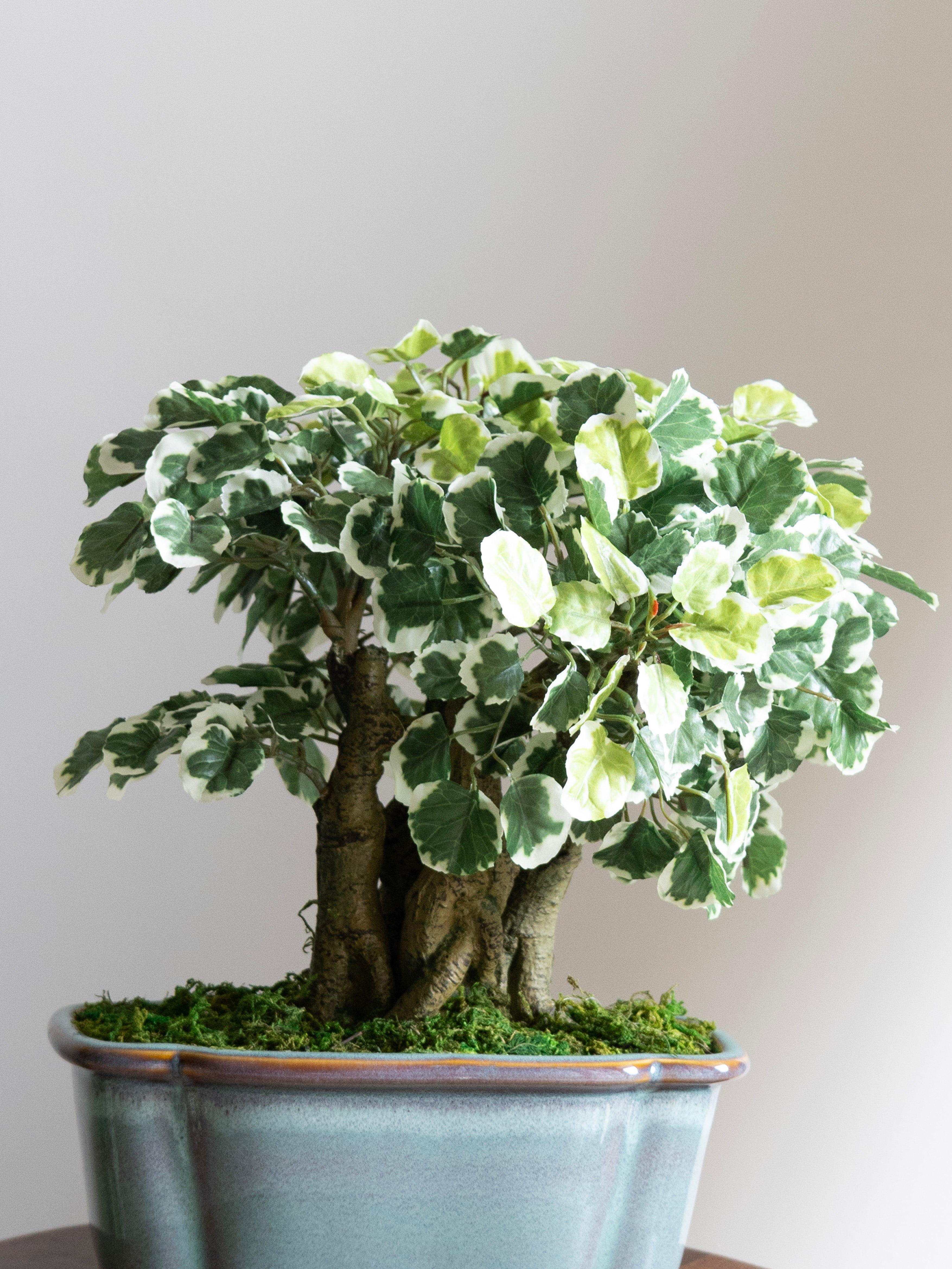 Artificial Variegated Ficus Bonsai Plant 1.1ft