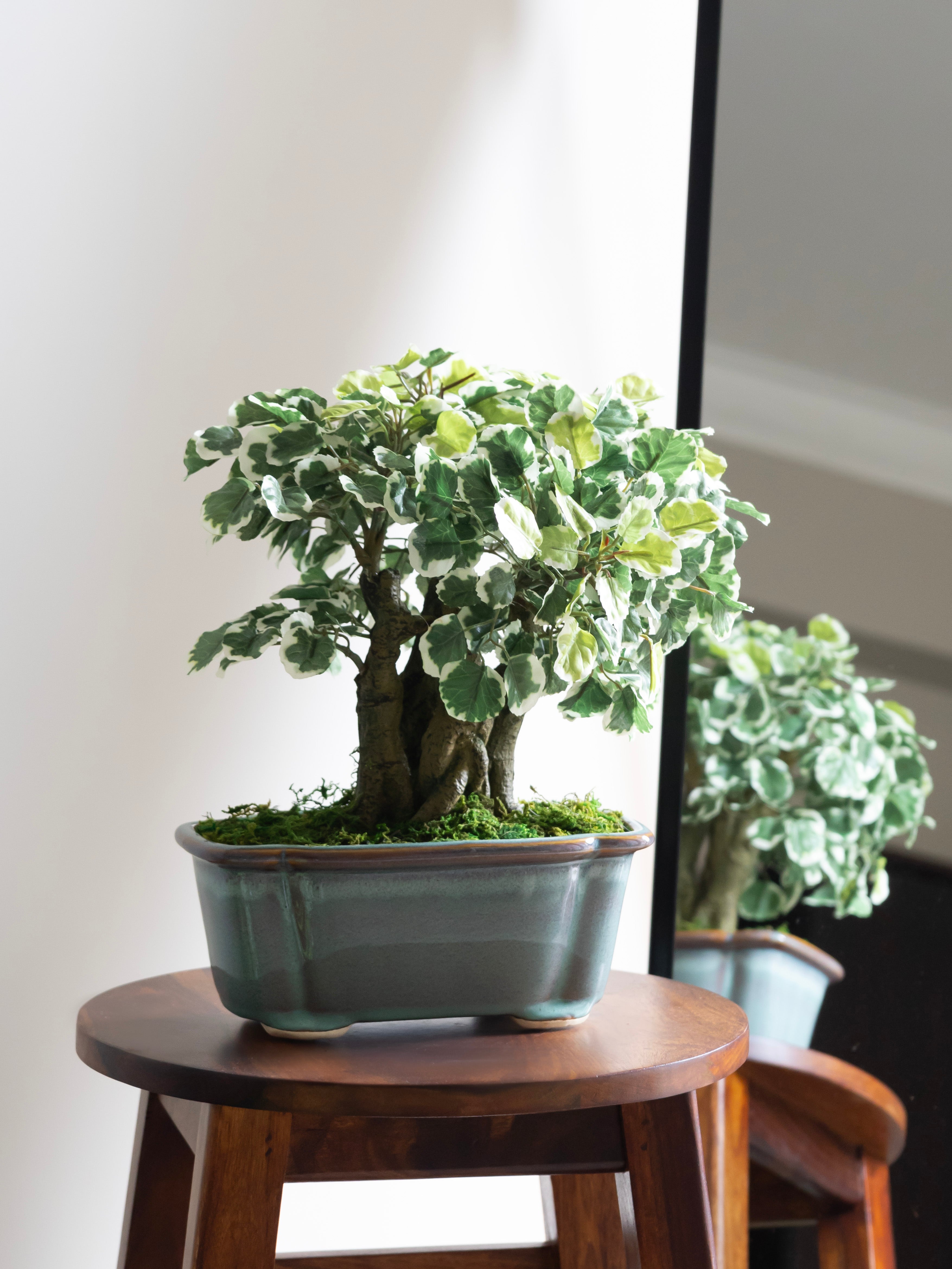 Artificial Variegated Ficus Bonsai Plant 1.1ft